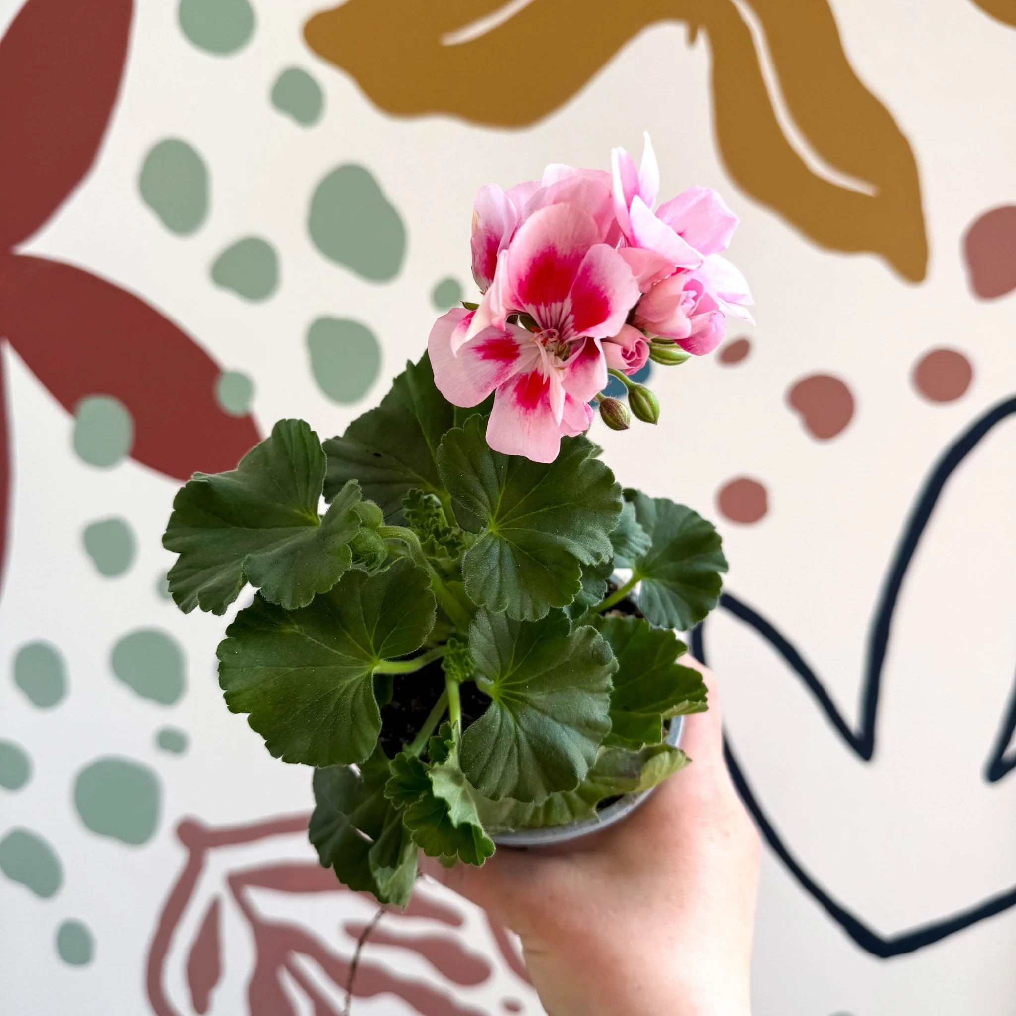 Pelargonium zonale 'Toscana Sil Linus' - Bedding Geranium