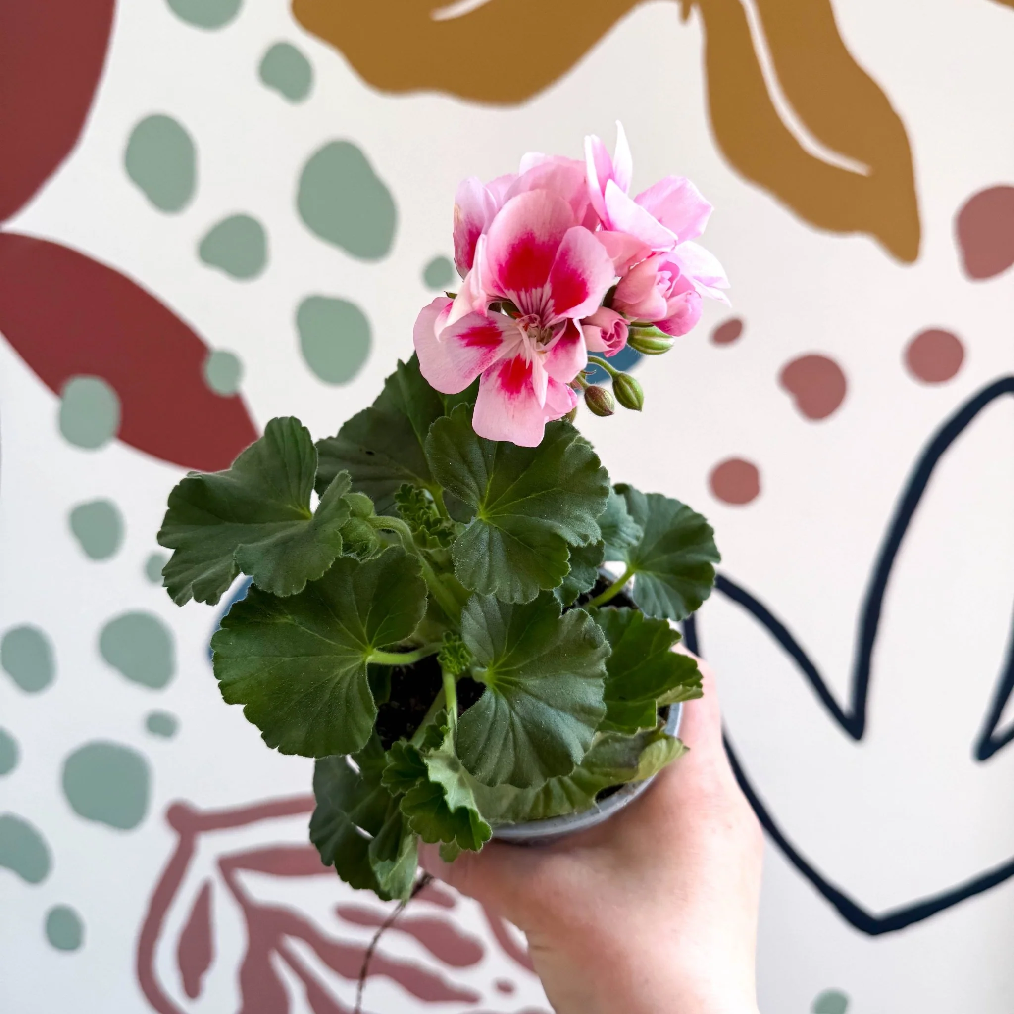 Pelargonium zonale 'Toscana Sil Linus' - Bedding Geranium - Image 2