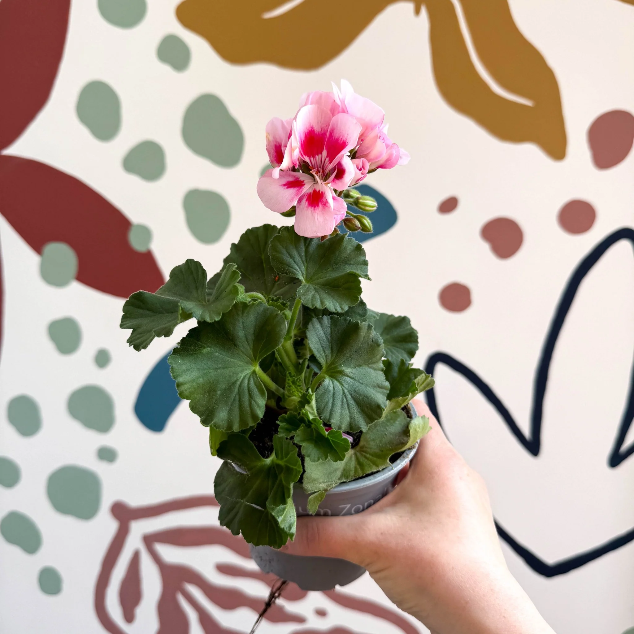 Pelargonium zonale 'Toscana Sil Linus' - Bedding Geranium - Image 3