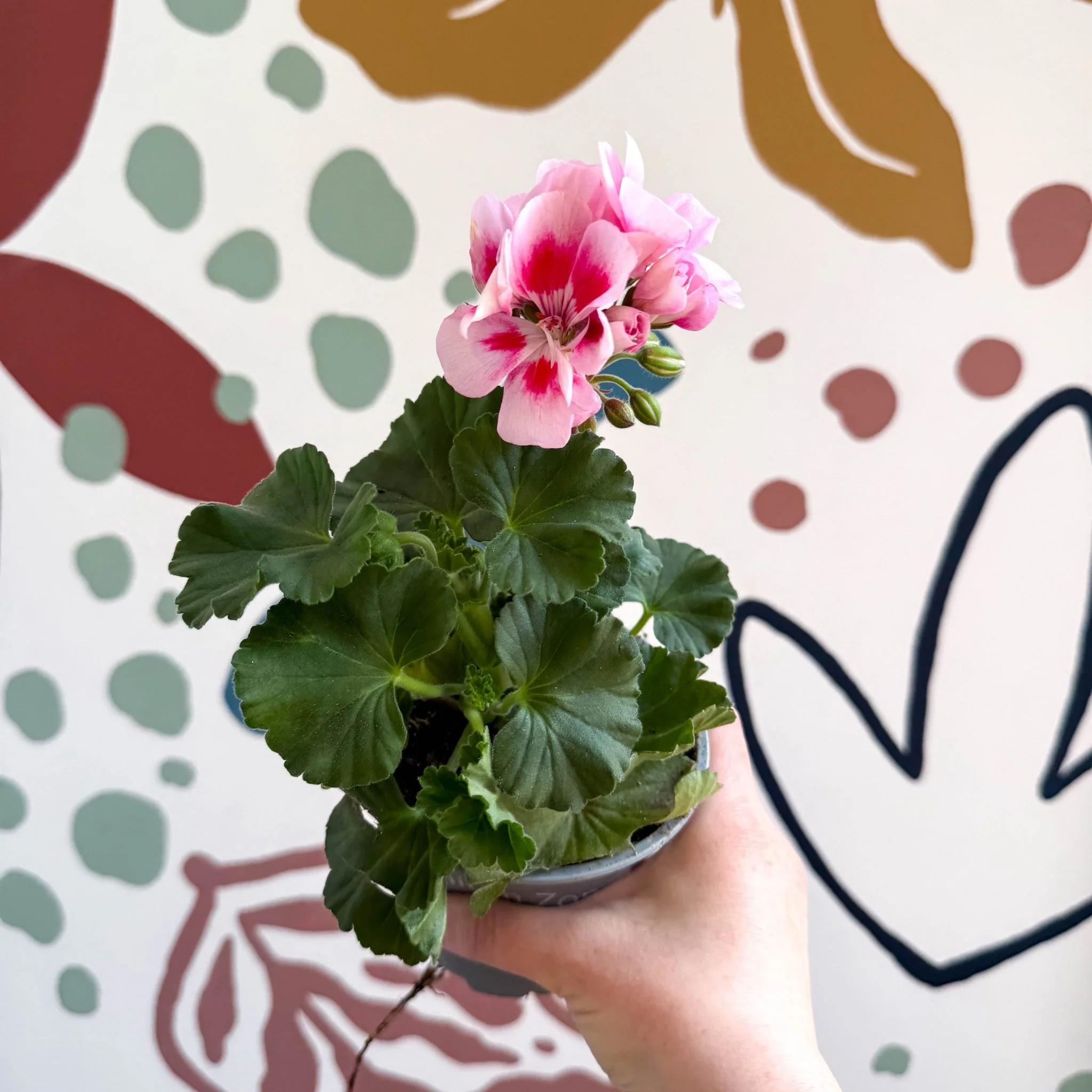 Pelargonium zonale 'Toscana Sil Linus' - Bedding Geranium - Image 4