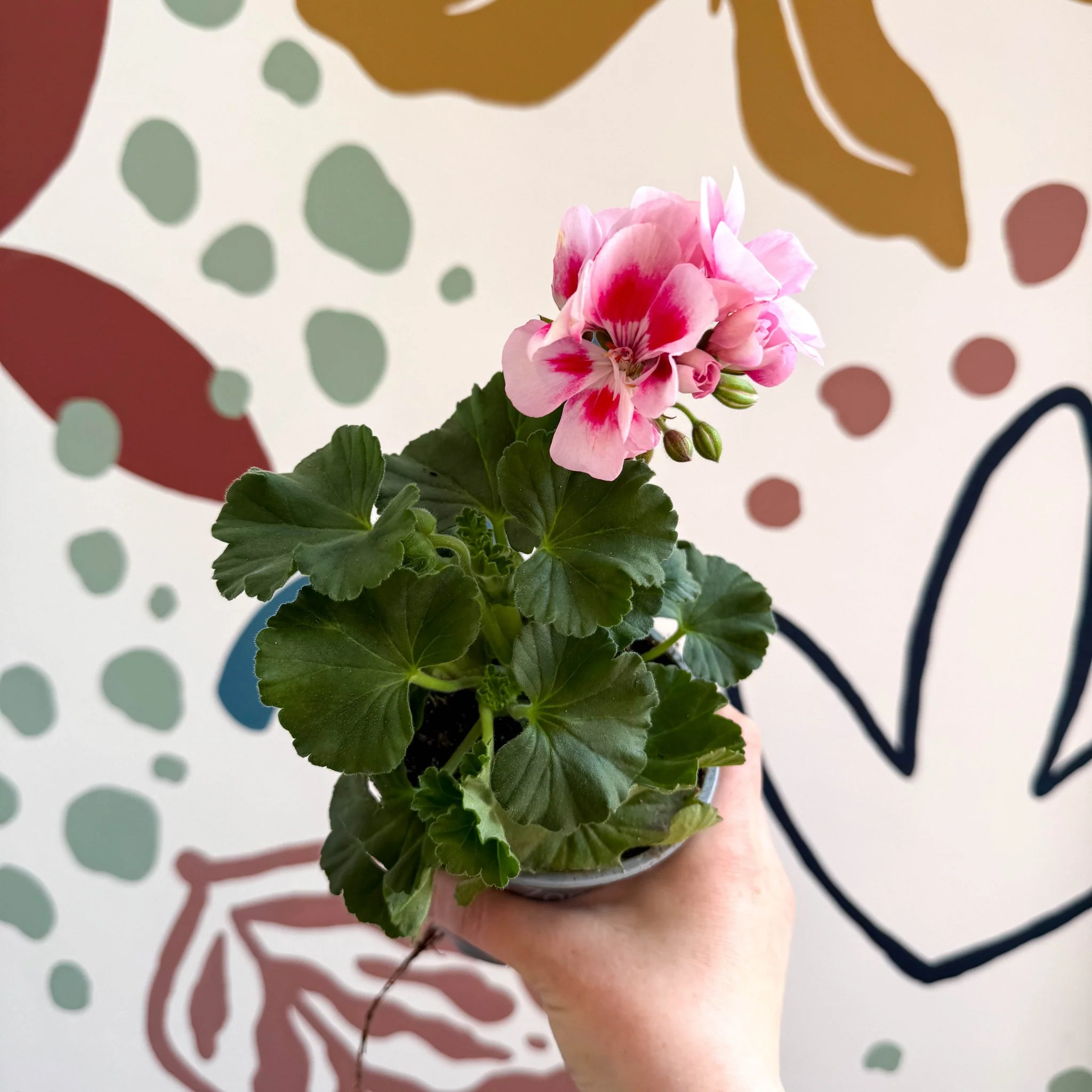 Pelargonium zonale 'Toscana Sil Linus' - Bedding Geranium - Image 5