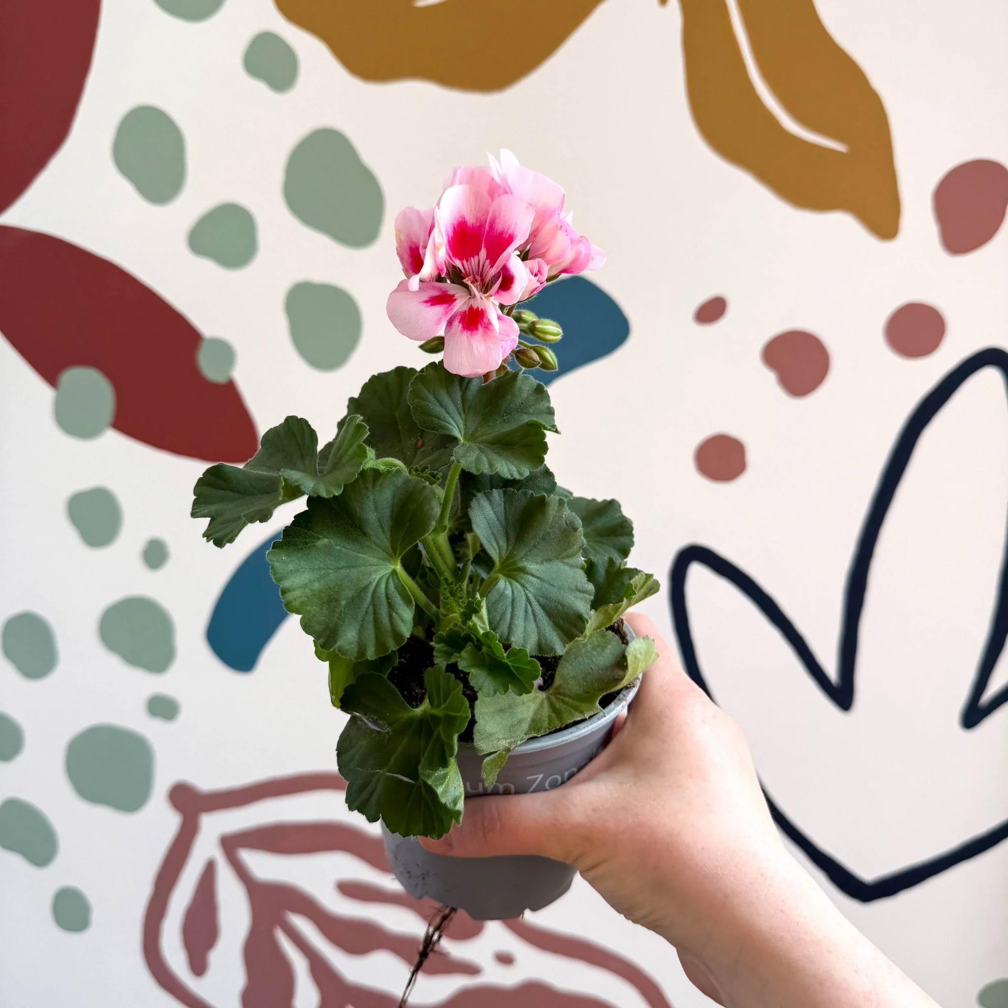 Pelargonium zonale 'Toscana Sil Linus' - Bedding Geranium - Image 6