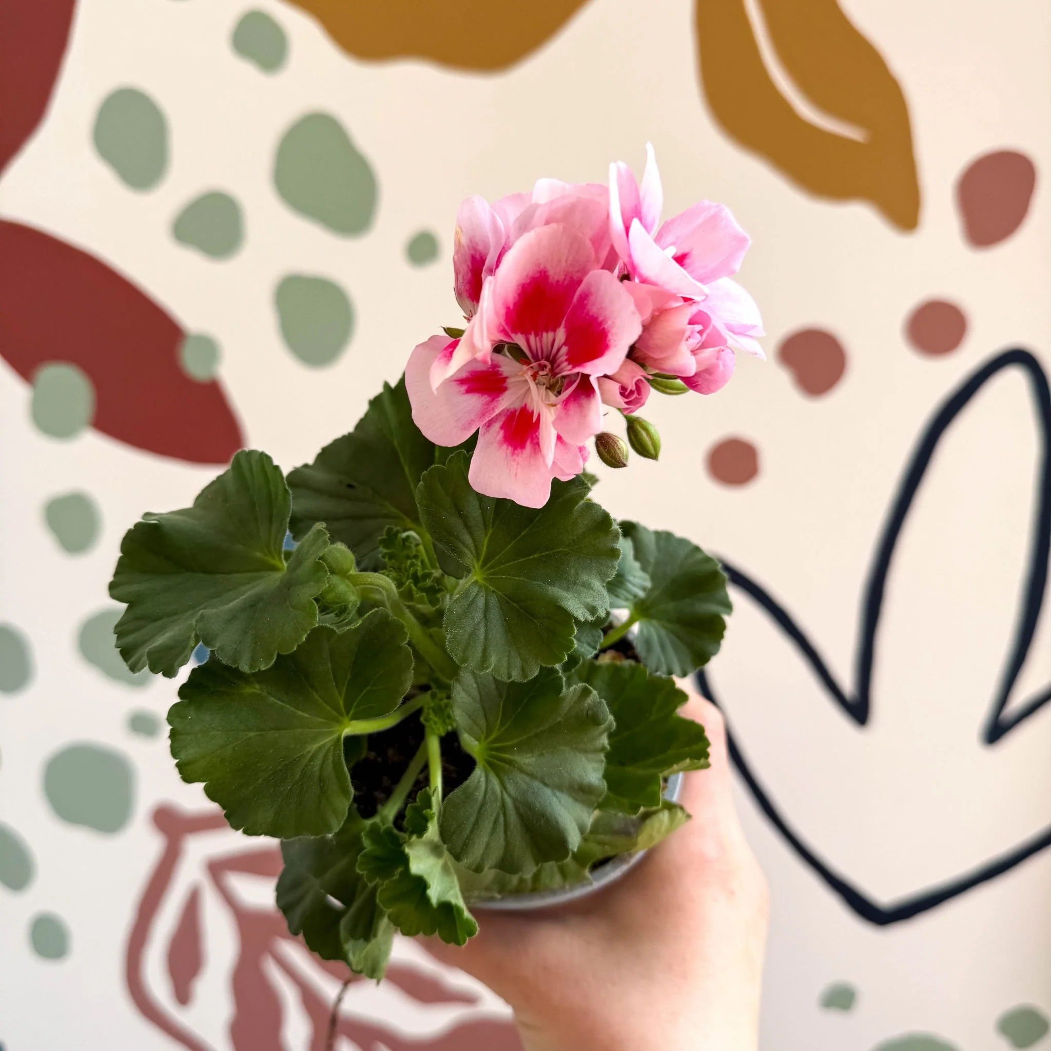 Pelargonium zonale 'Toscana Sil Linus' - Bedding Geranium - Image 7