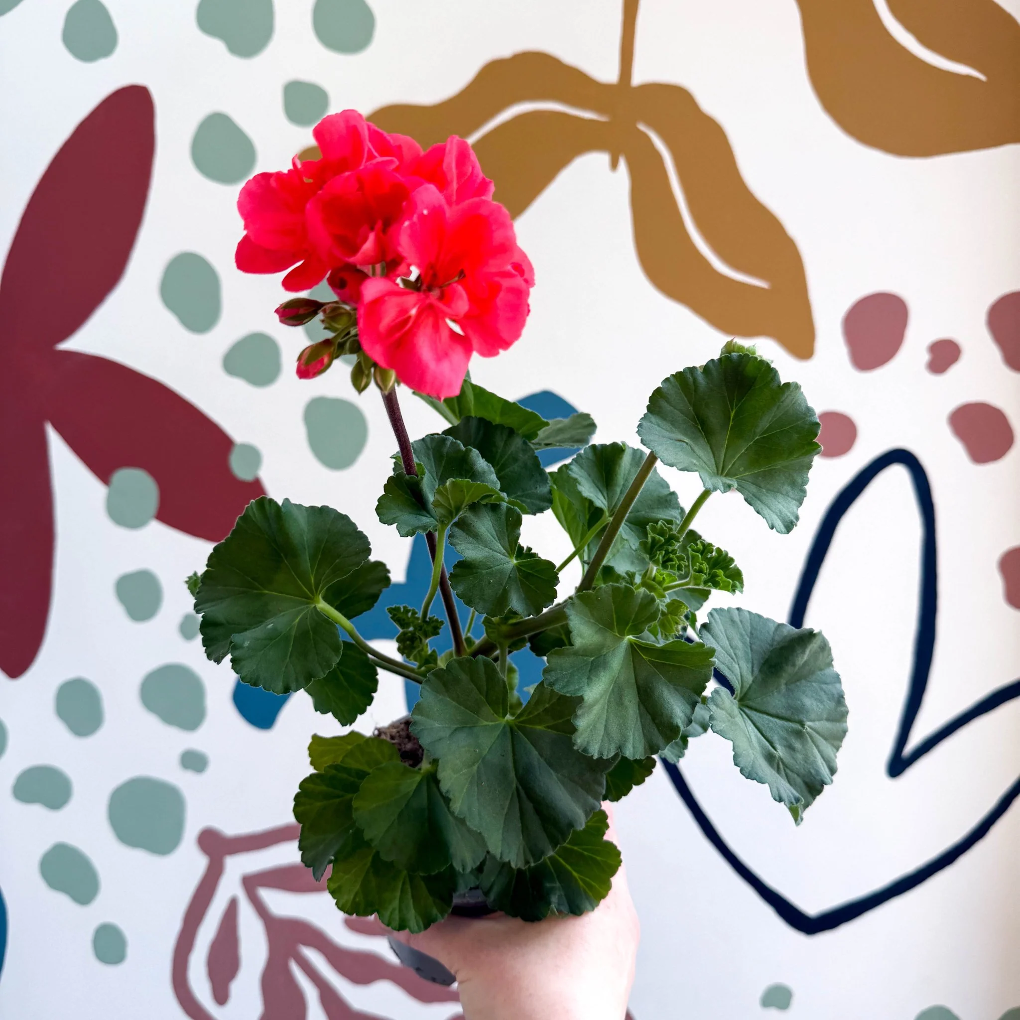 Pelargonium zonale 'Toscana Sil Lisa' - Bedding Geranium