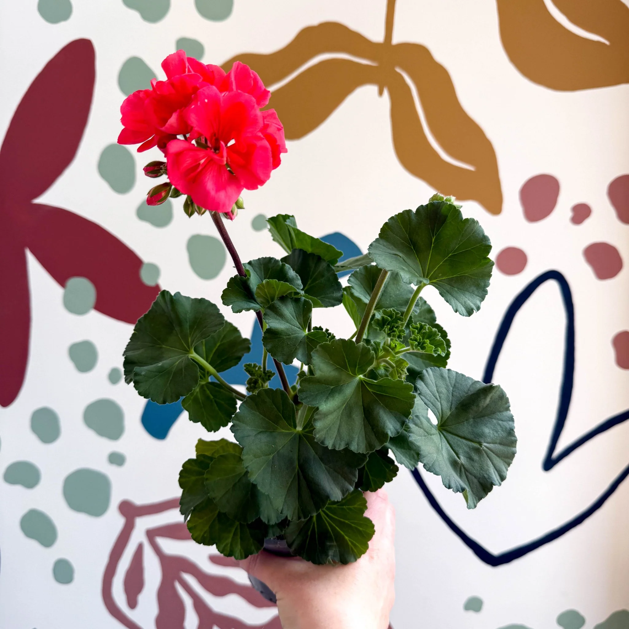 Pelargonium zonale 'Toscana Sil Lisa' - Bedding Geranium - Image 2