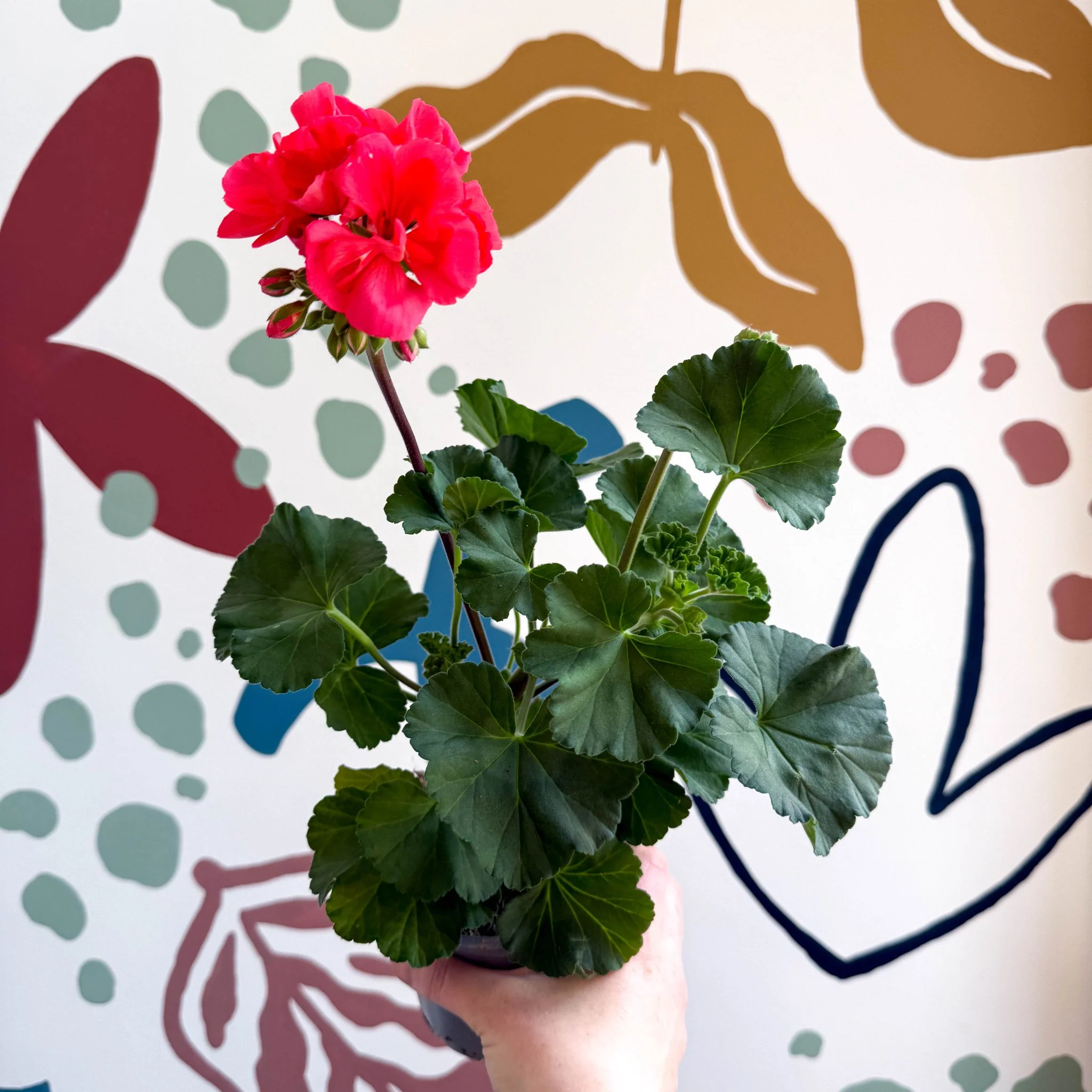 Pelargonium zonale 'Toscana Sil Lisa' - Bedding Geranium - Image 3