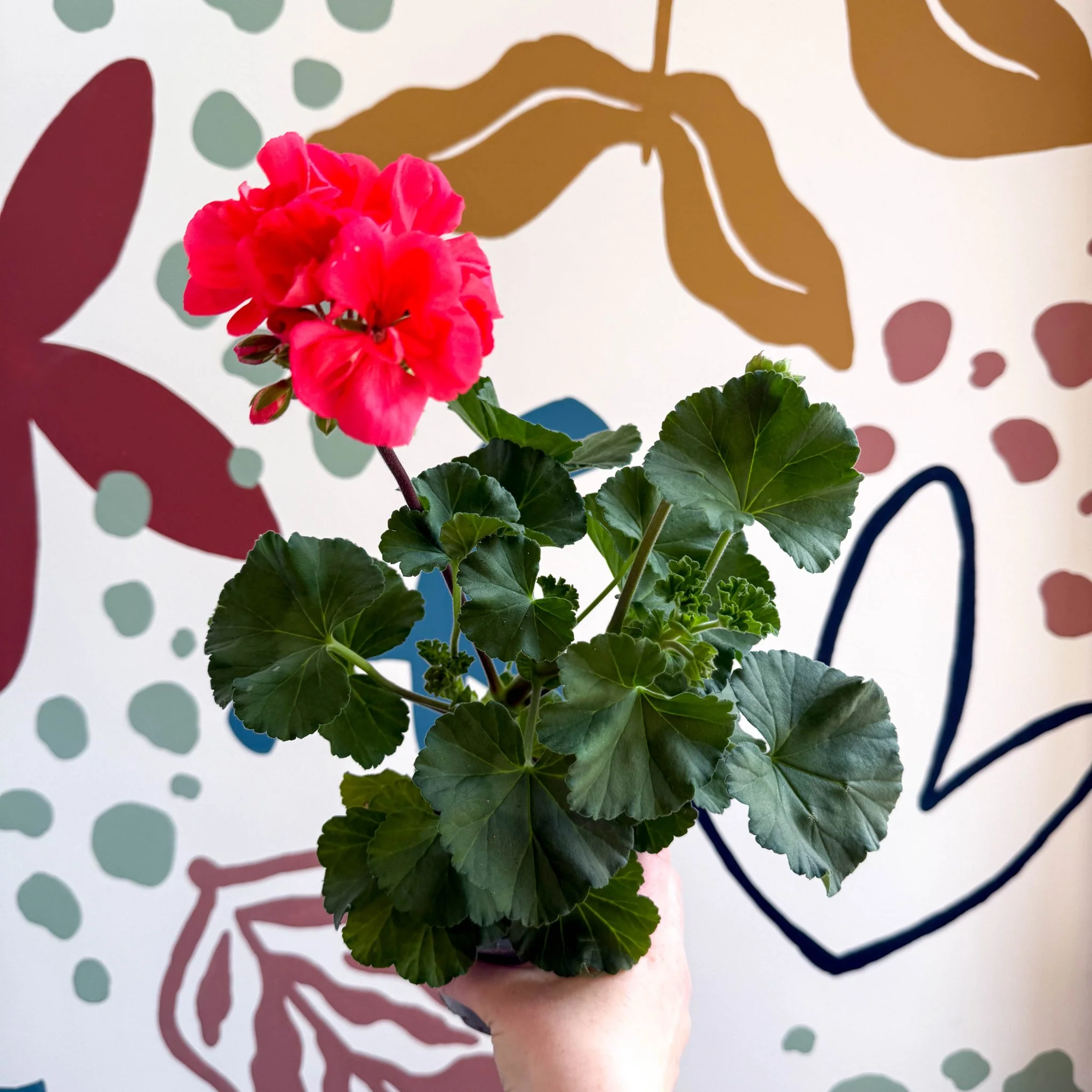 Pelargonium zonale 'Toscana Sil Lisa' - Bedding Geranium - Image 4