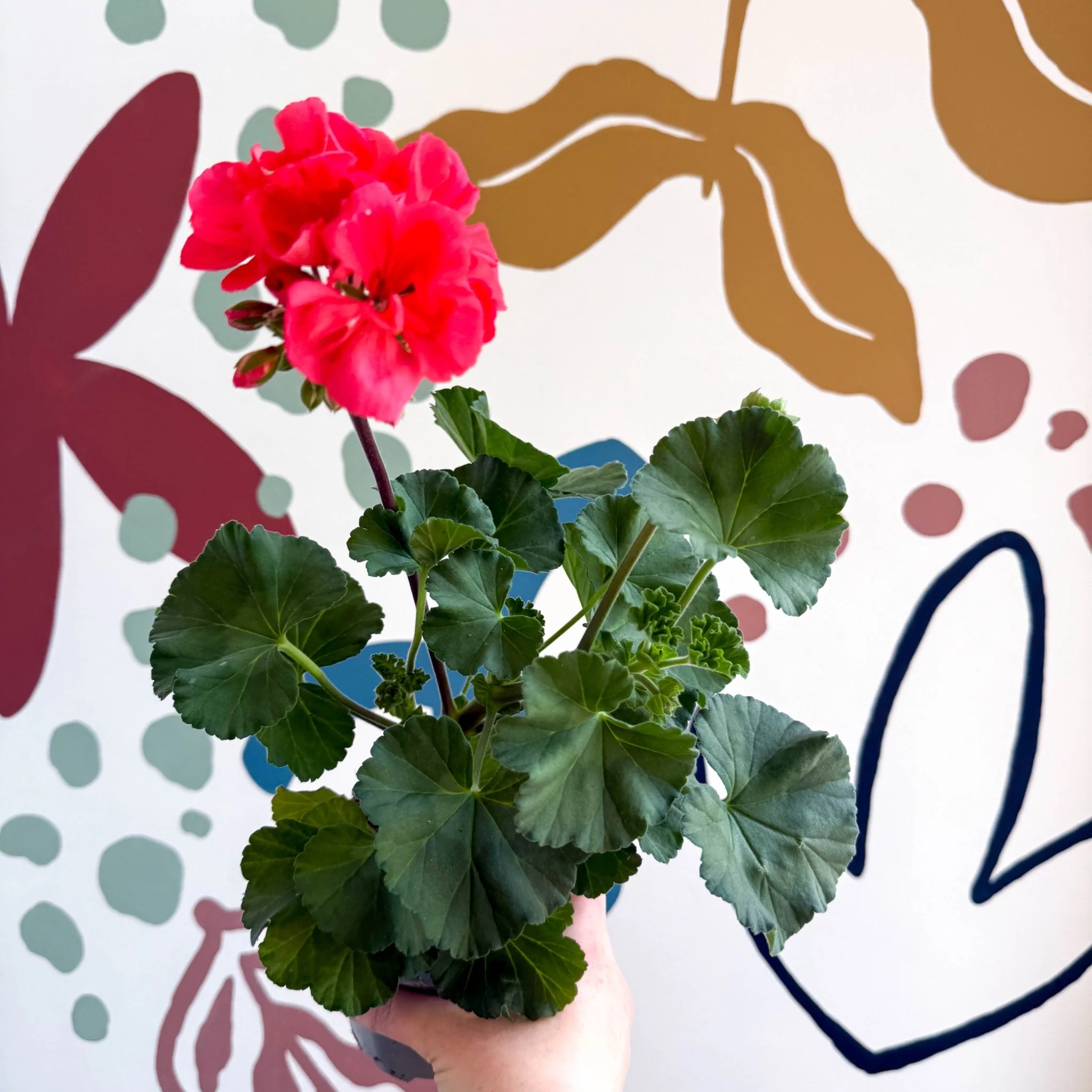 Pelargonium zonale 'Toscana Sil Lisa' - Bedding Geranium - Image 5