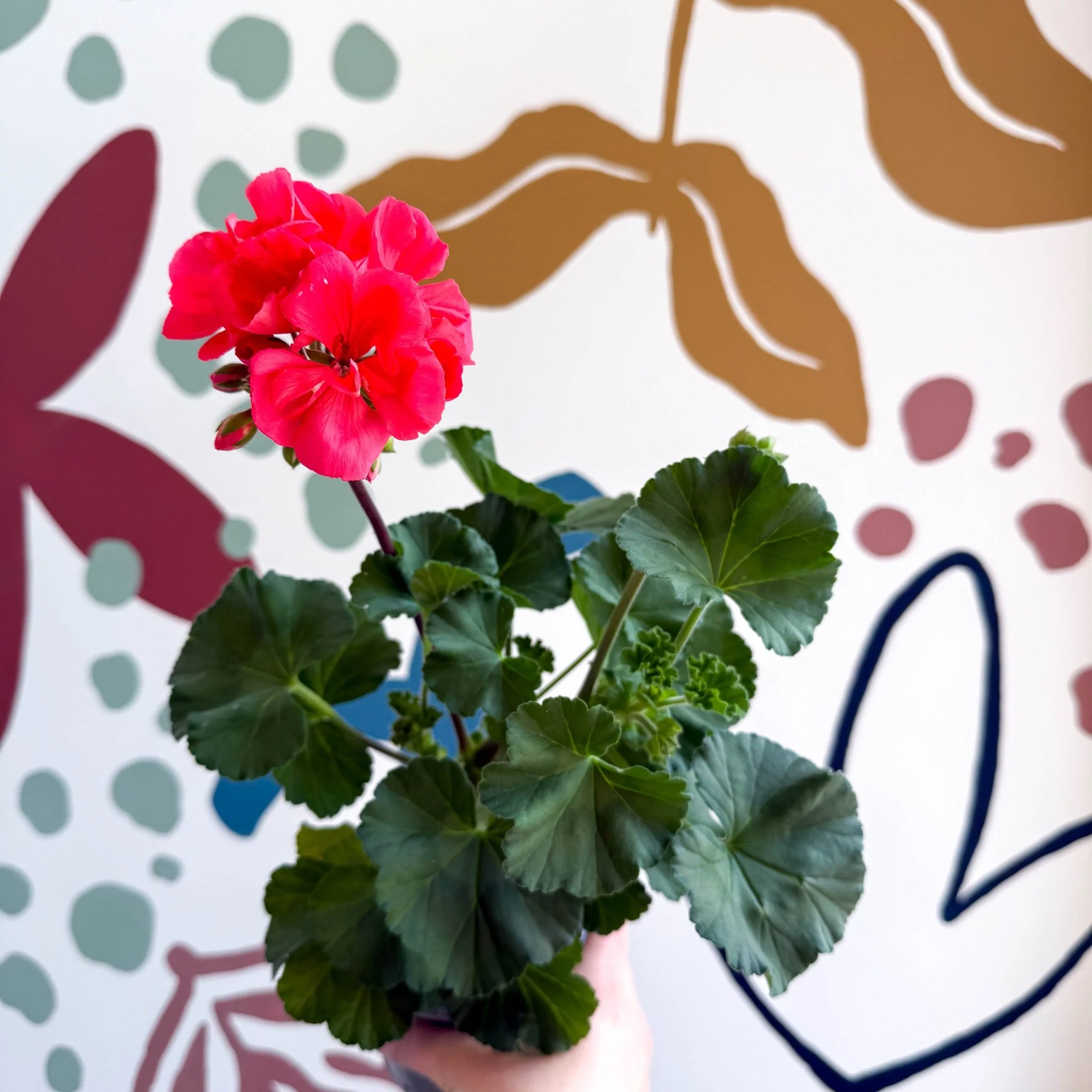 Pelargonium zonale 'Toscana Sil Lisa' - Bedding Geranium - Image 6
