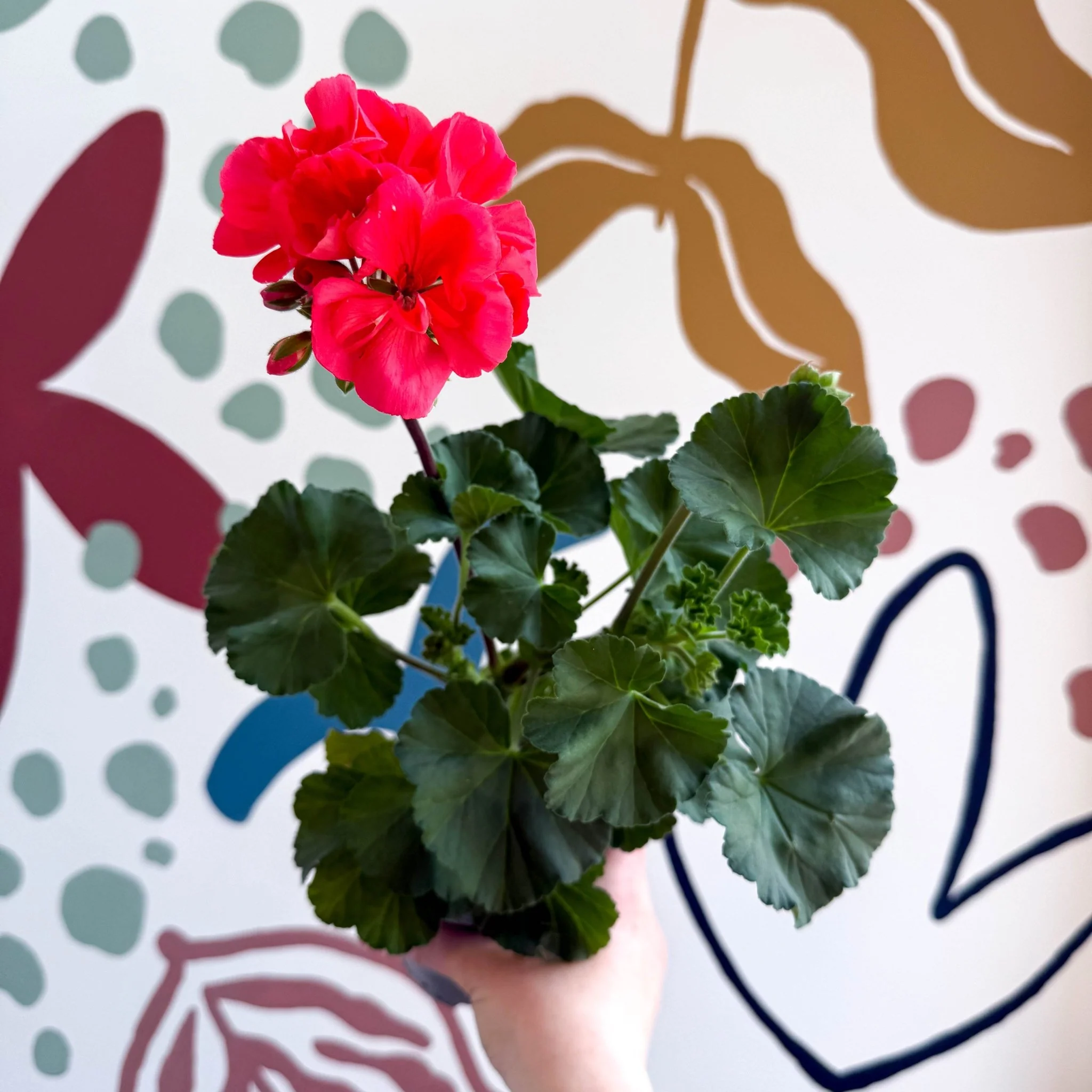Pelargonium zonale 'Toscana Sil Lisa' - Bedding Geranium - Image 7