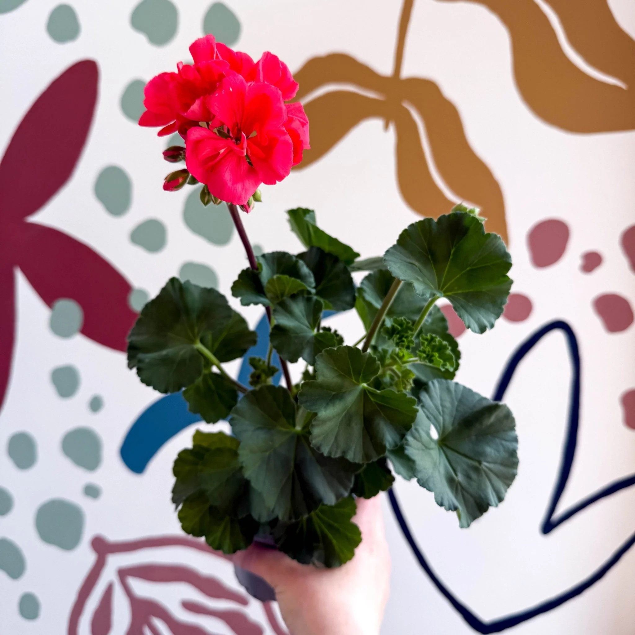 Pelargonium zonale 'Toscana Sil Lisa' - Bedding Geranium - Image 8