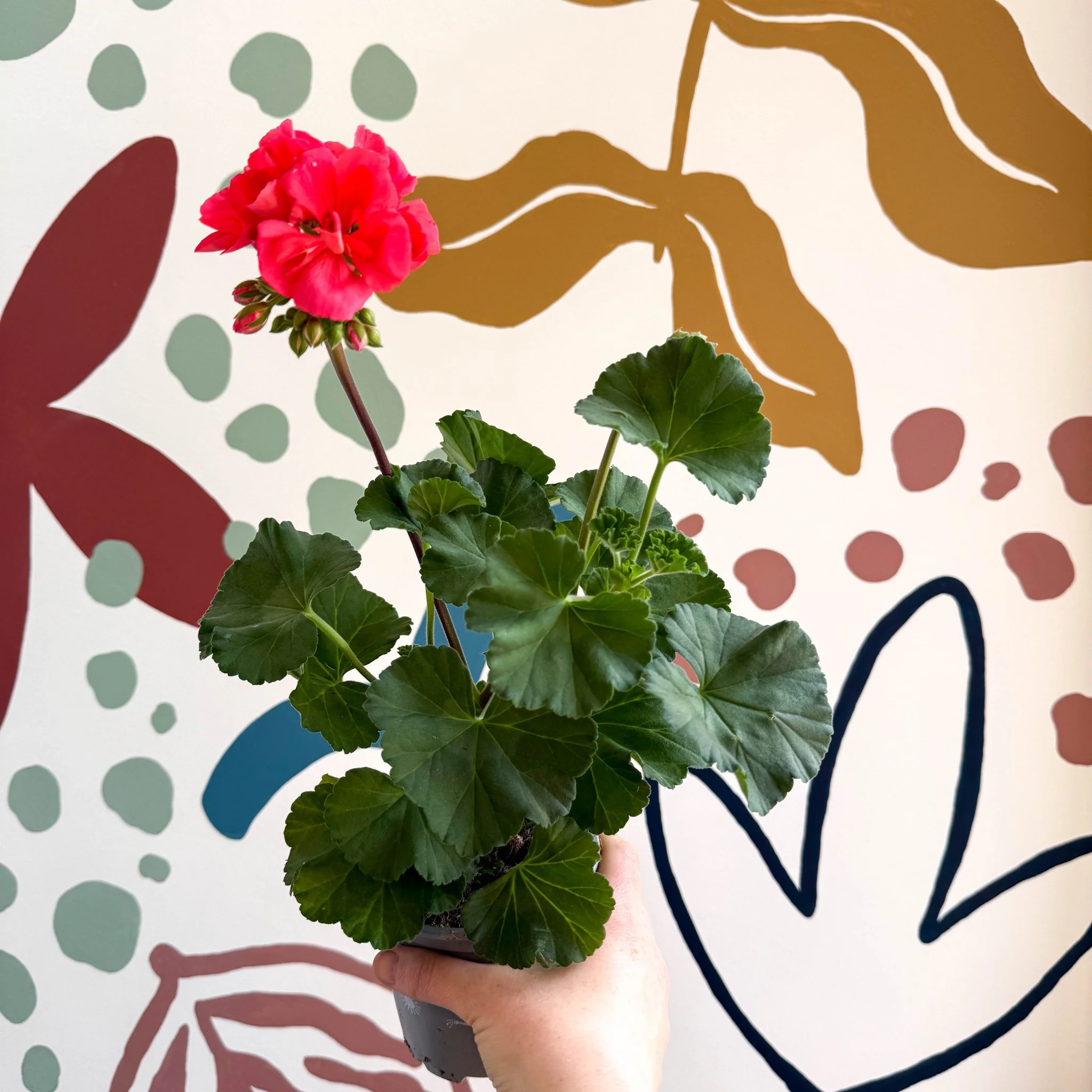 Pelargonium zonale 'Toscana Sil Lisa' - Bedding Geranium - Image 9