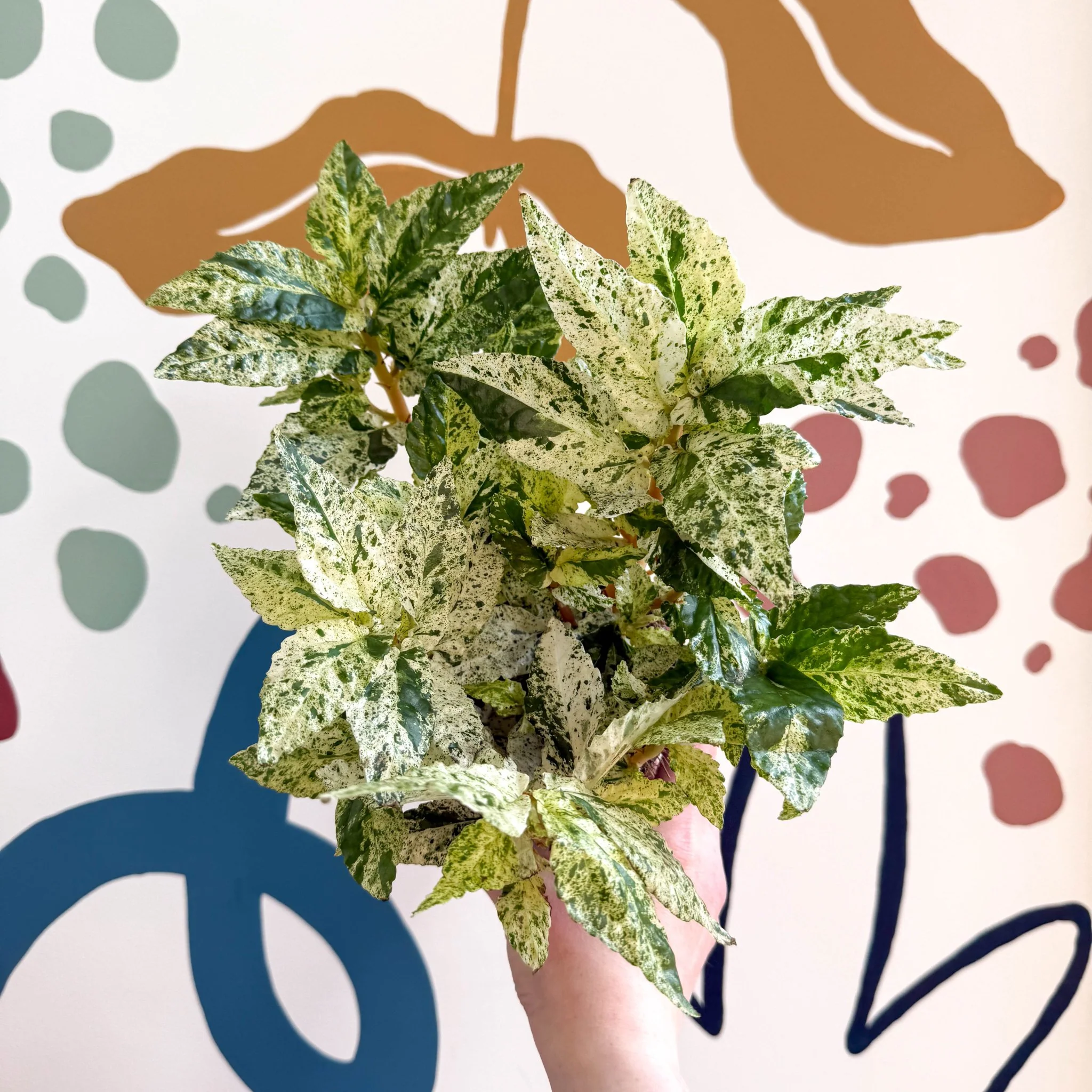 Pellionia repens ‘Variegata’ – Variegated Watermelon Begonia