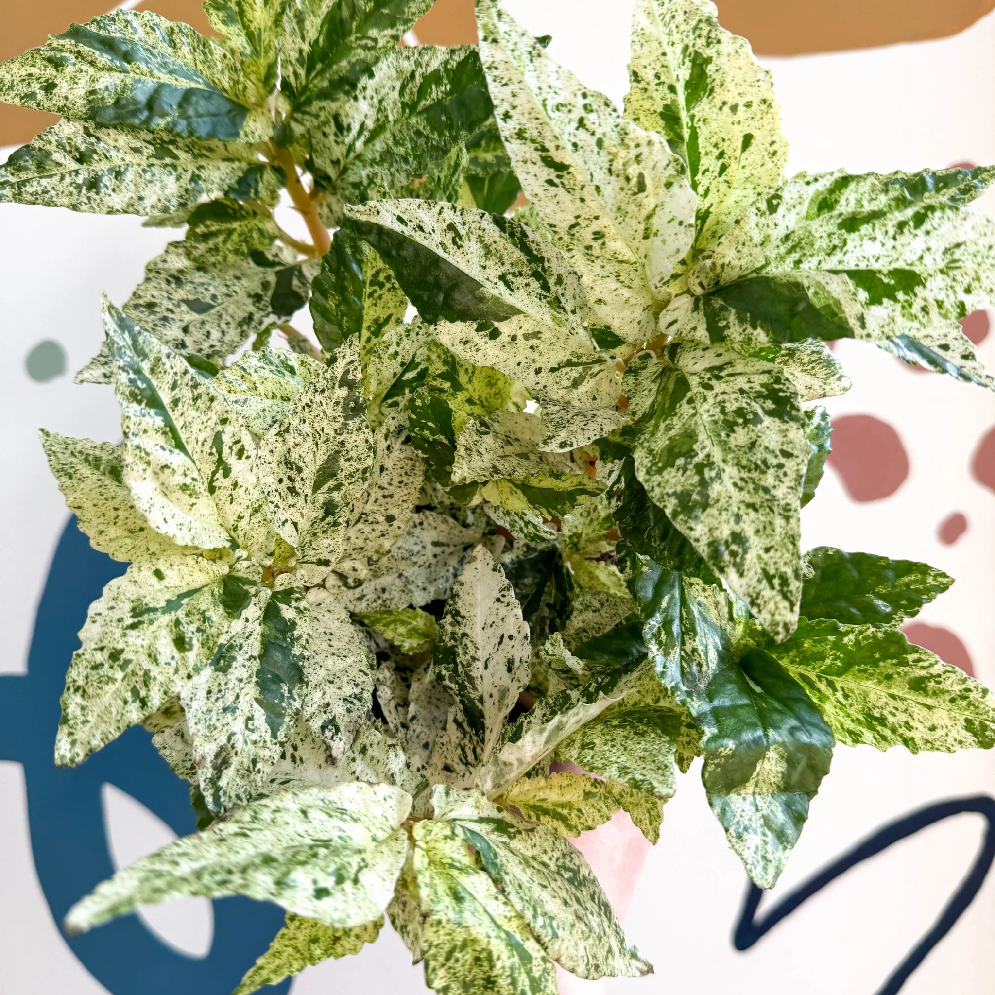 Pellionia repens ‘Variegata’ – Variegated Watermelon Begonia - Image 2