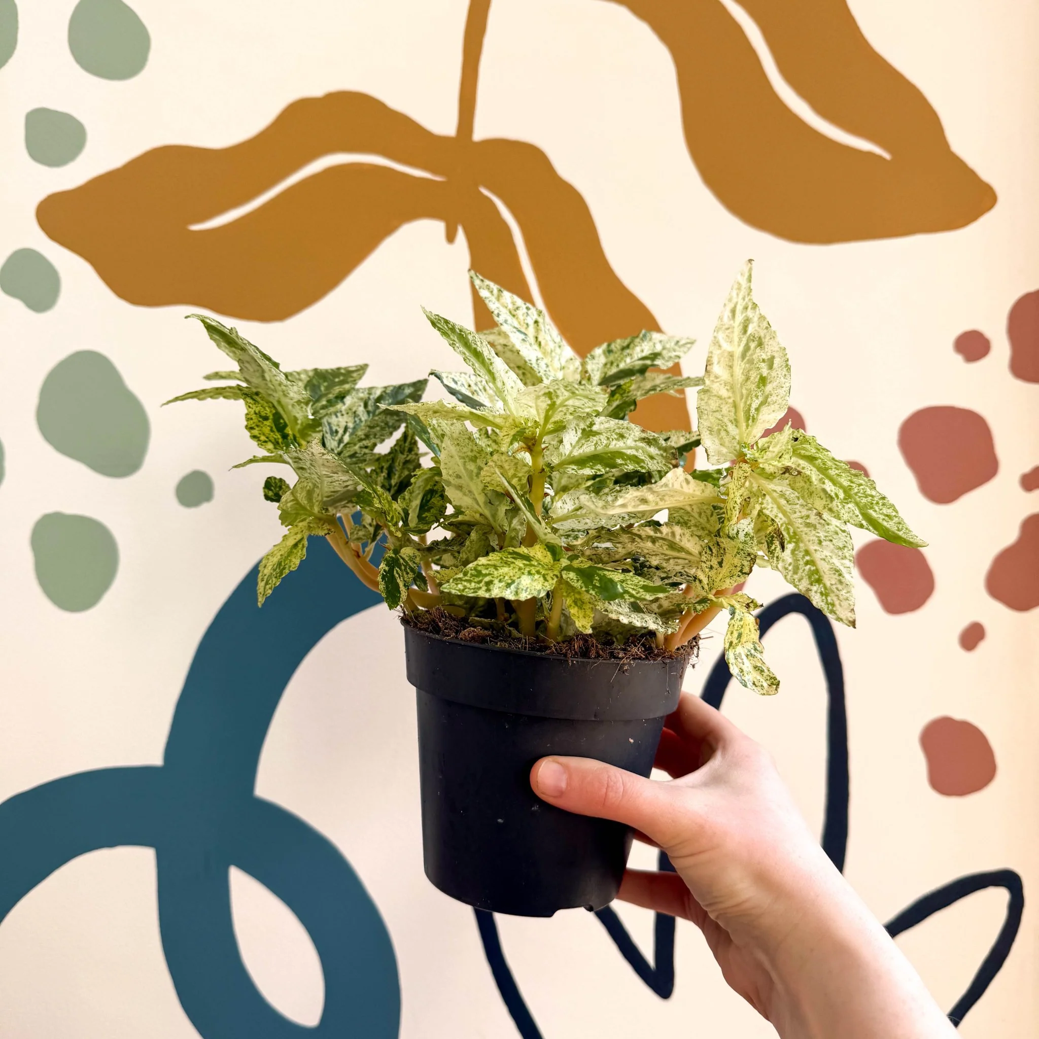 Pellionia repens ‘Variegata’ – Variegated Watermelon Begonia - Image 3
