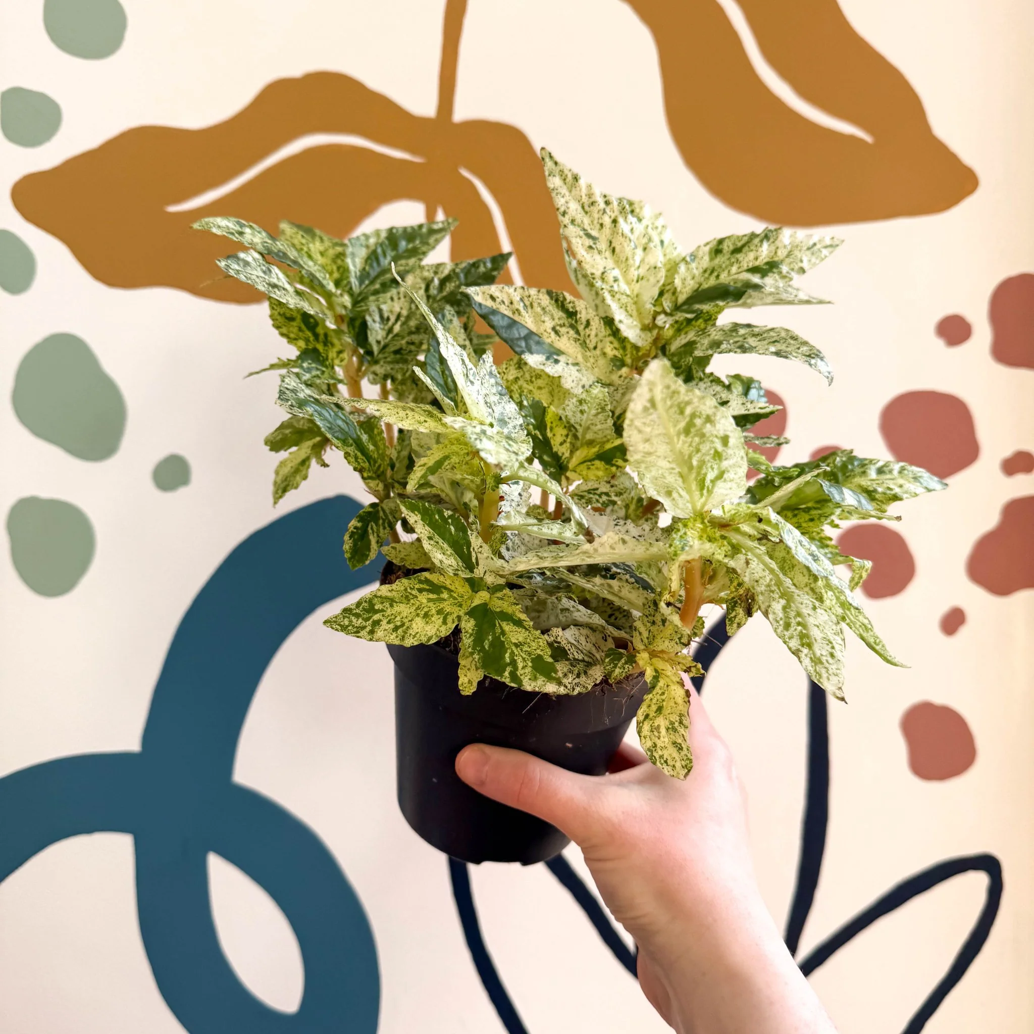 Pellionia repens ‘Variegata’ – Variegated Watermelon Begonia - Image 4