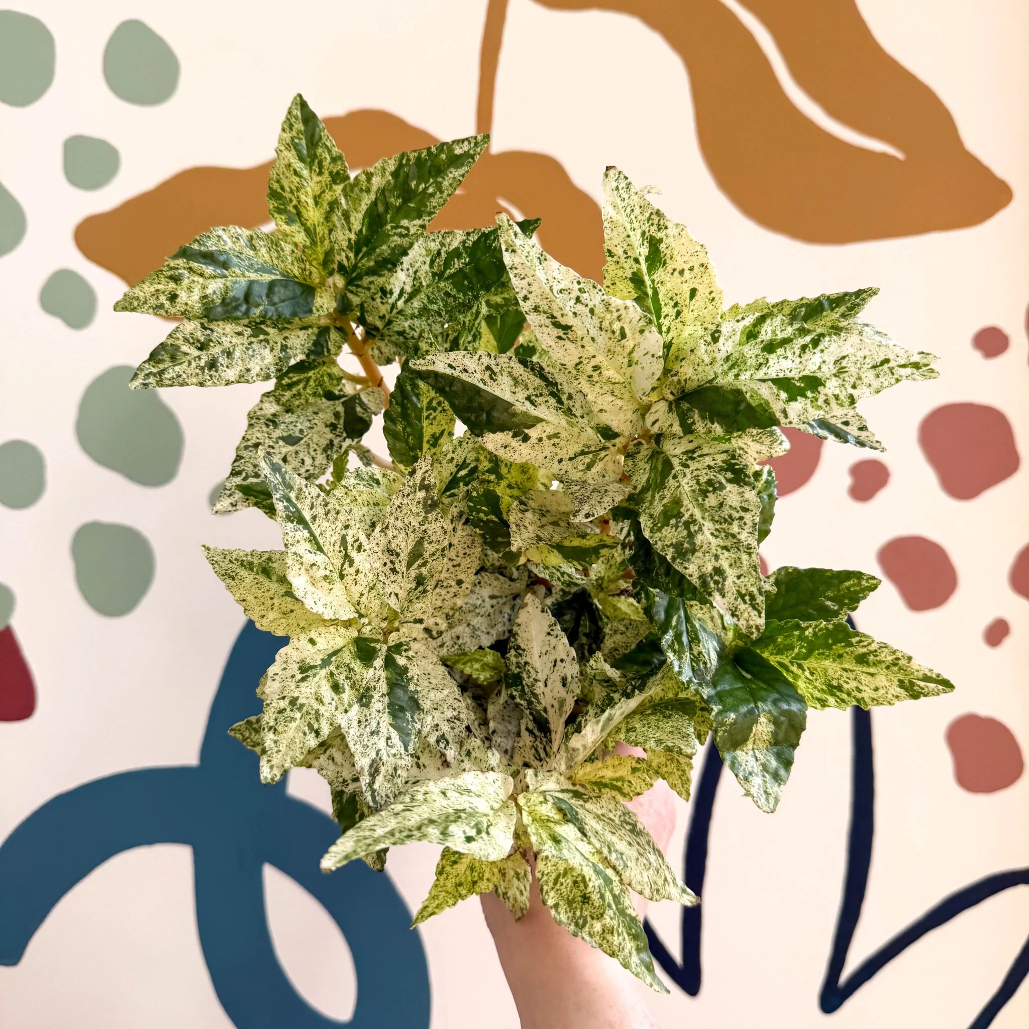 Pellionia repens ‘Variegata’ – Variegated Watermelon Begonia - Image 5