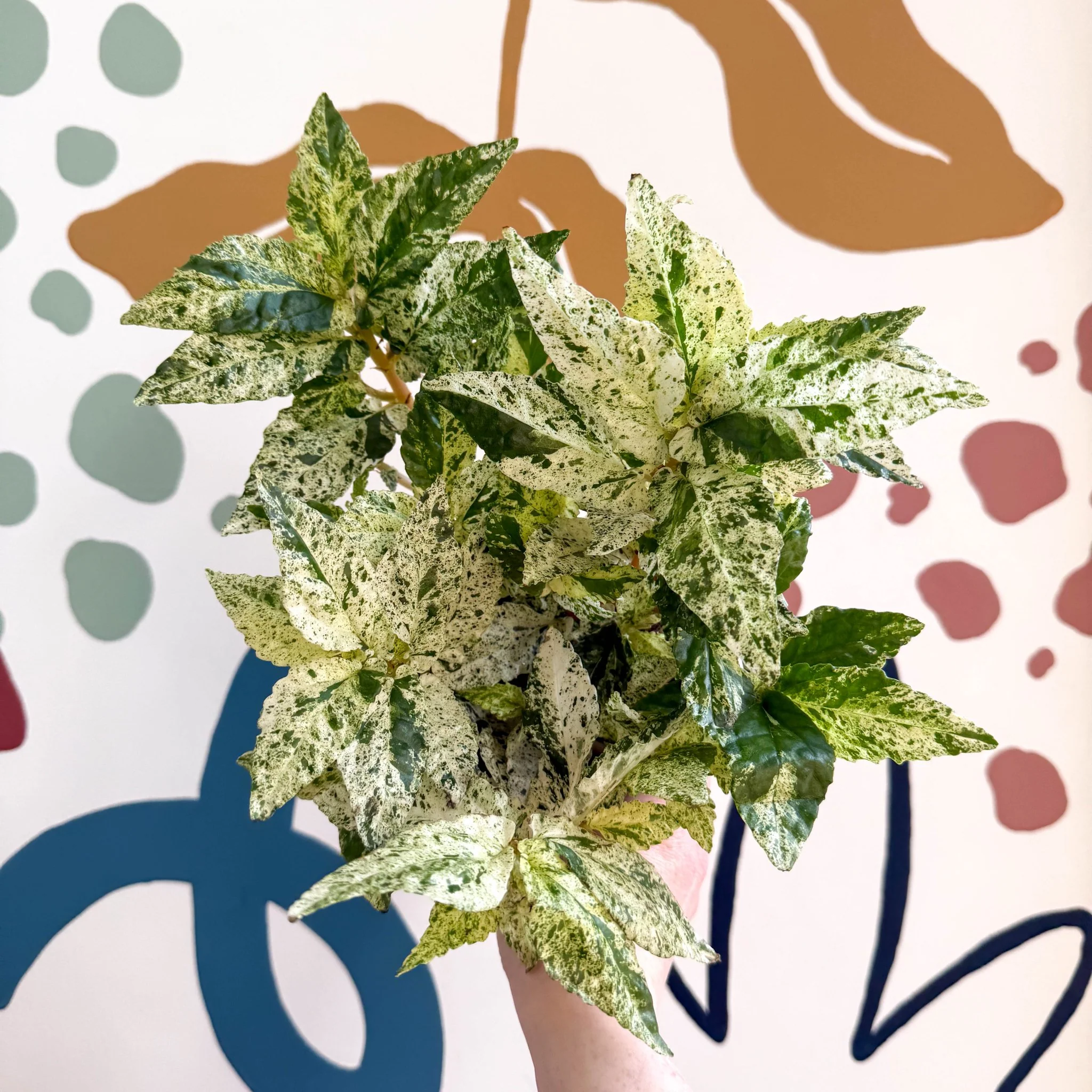 Pellionia repens ‘Variegata’ – Variegated Watermelon Begonia - Image 6