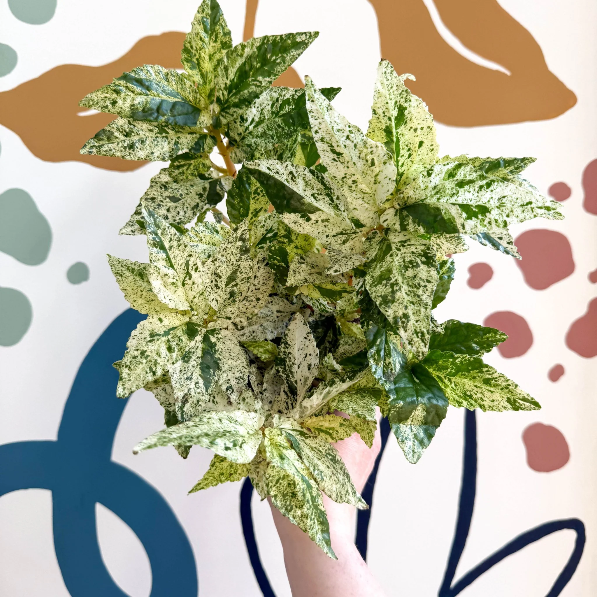 Pellionia repens ‘Variegata’ – Variegated Watermelon Begonia - Image 7