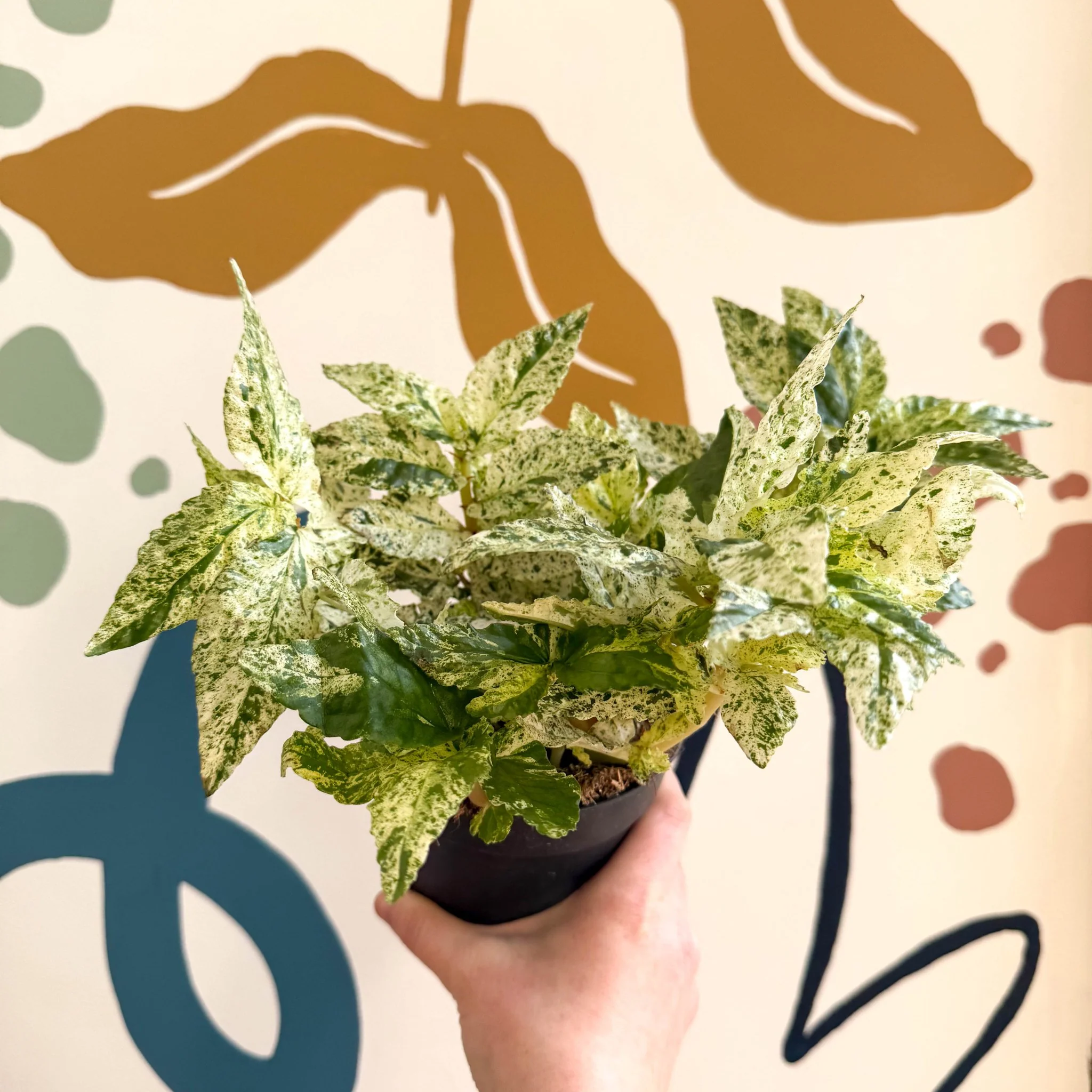 Pellionia repens ‘Variegata’ – Variegated Watermelon Begonia - Image 8