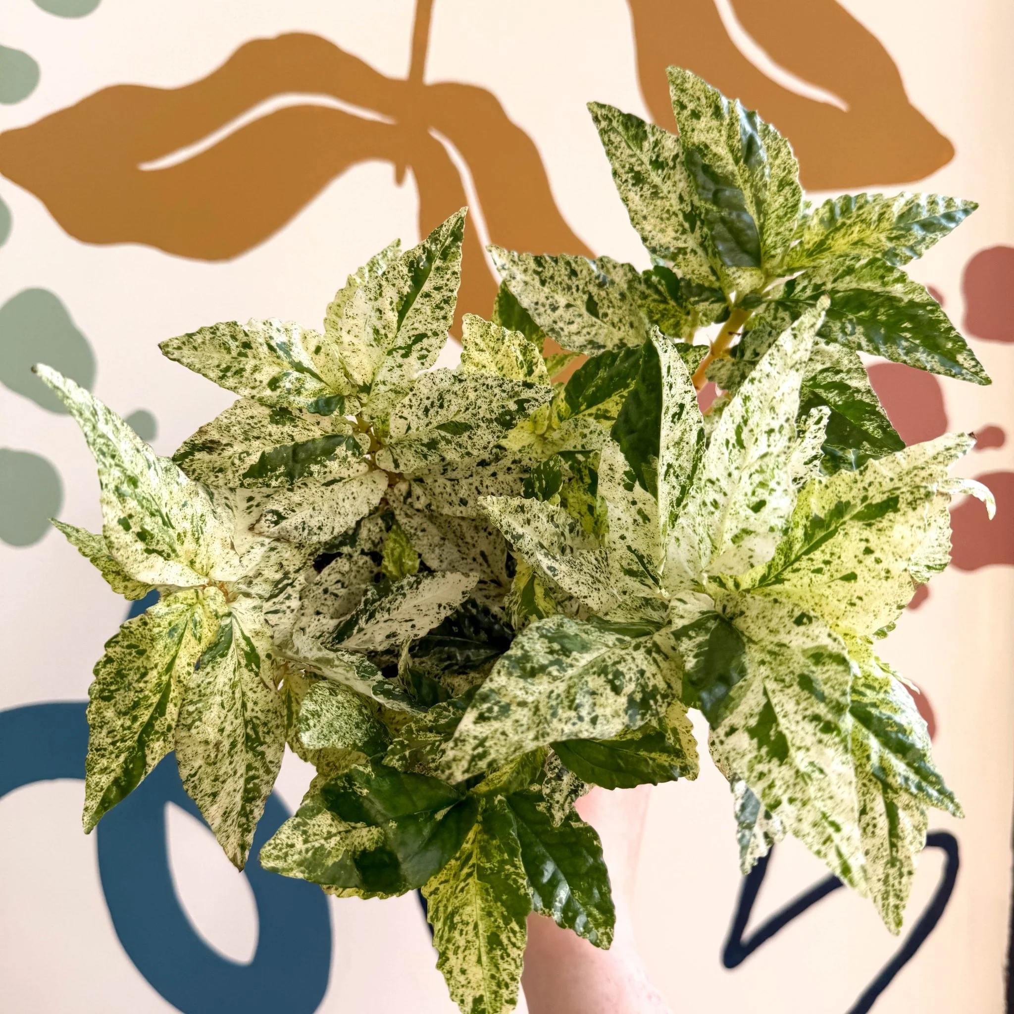 Pellionia repens ‘Variegata’ – Variegated Watermelon Begonia - Image 9