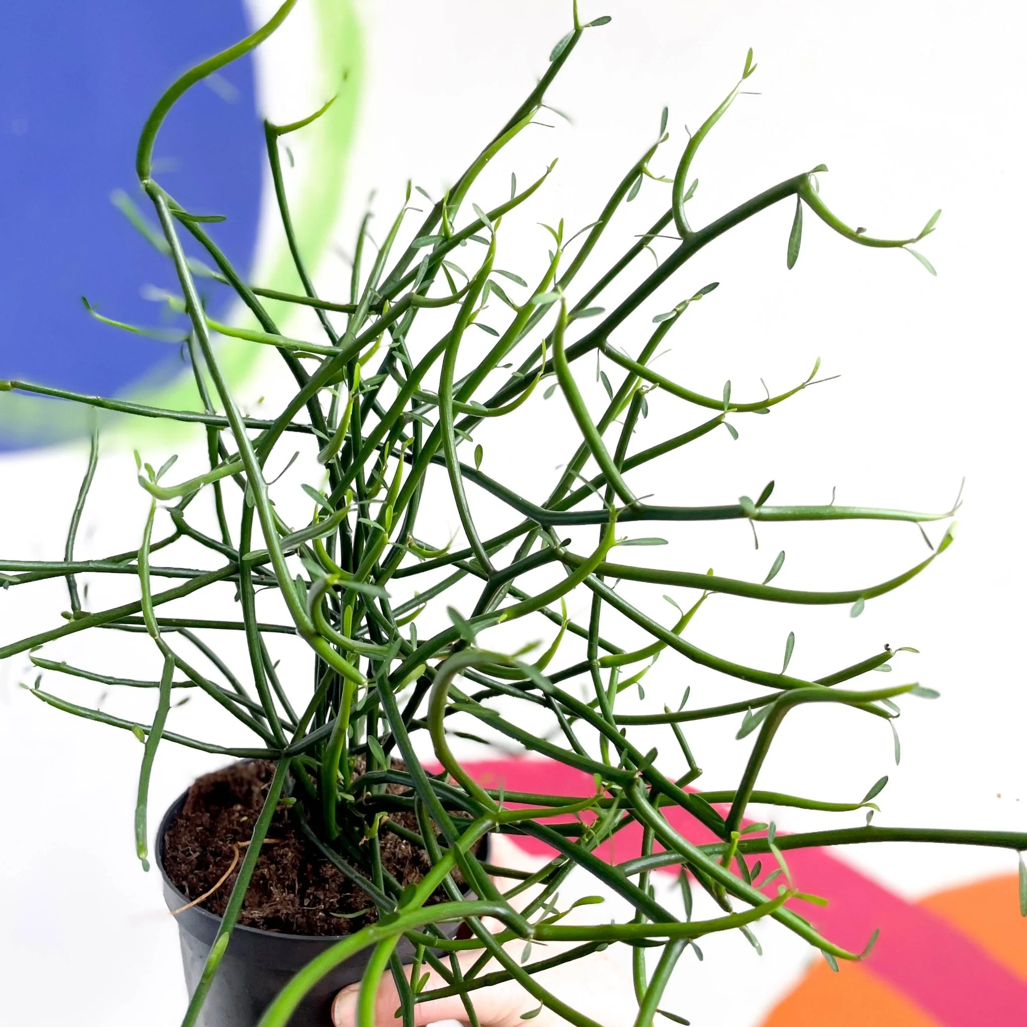 Pencil Cactus - Euphorbia tirucalli - Image 2