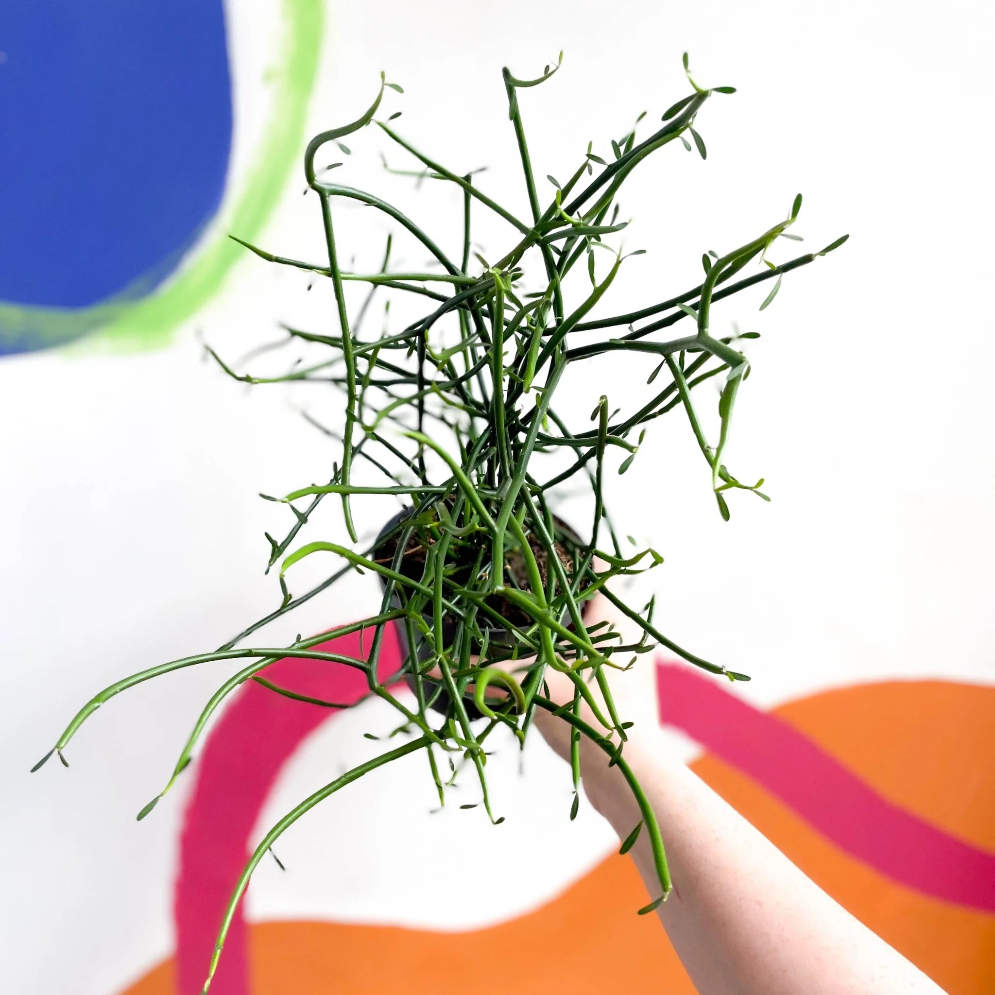 Pencil Cactus - Euphorbia tirucalli - Image 3