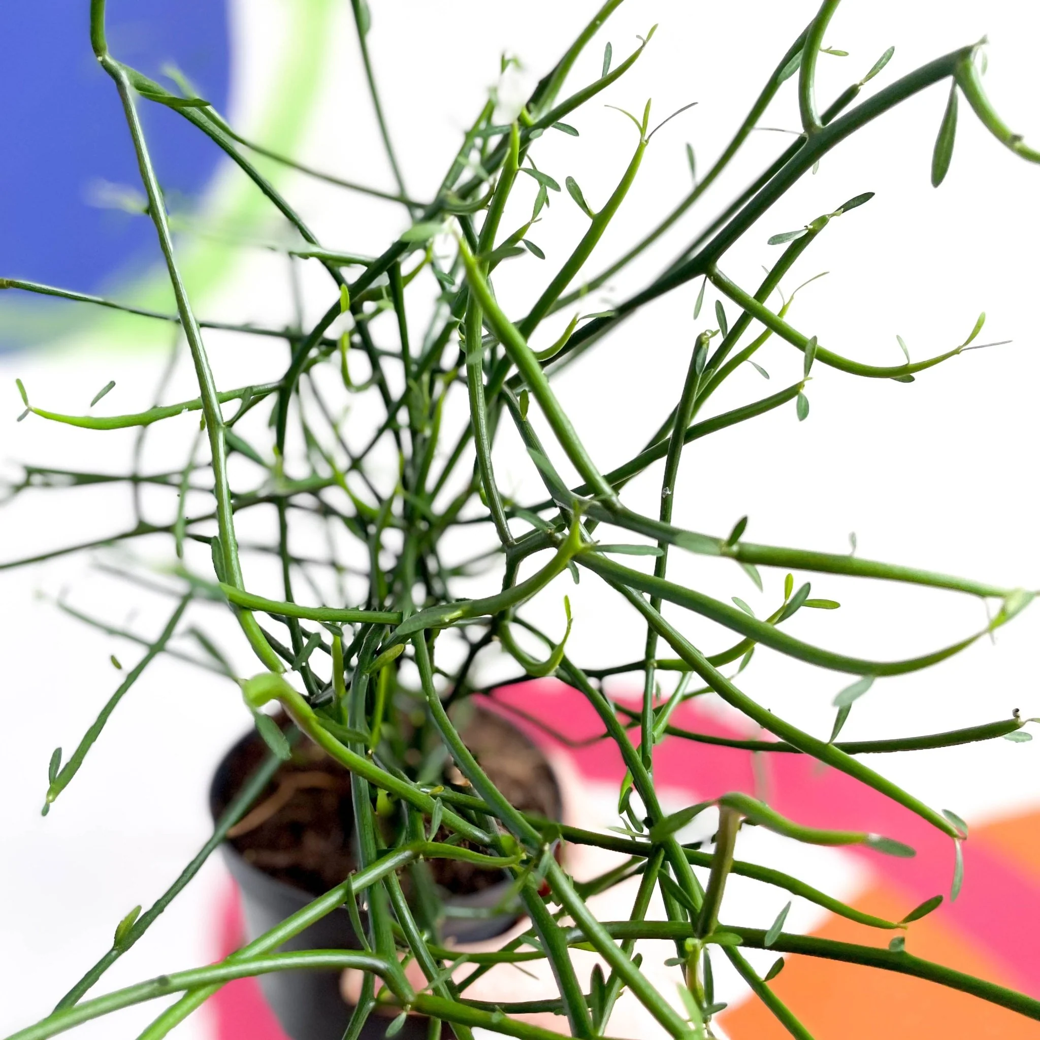Pencil Cactus - Euphorbia tirucalli - Image 4