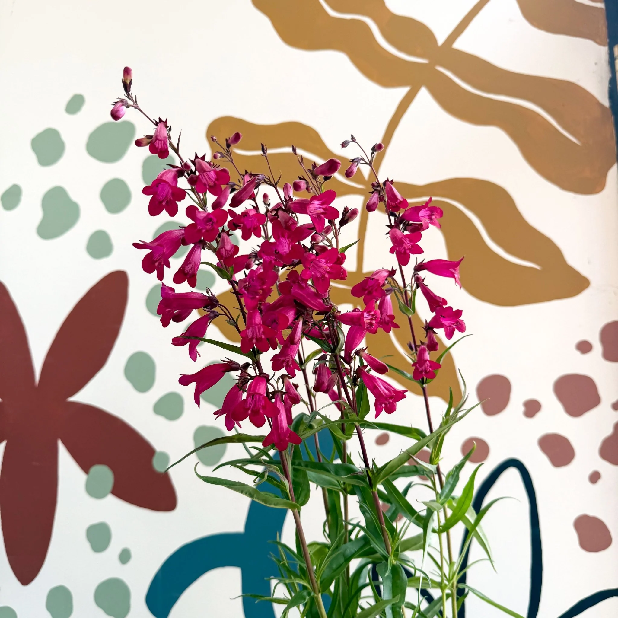 Penstemon 'Garnet' - Beard Tongue [British Grown Perennial]