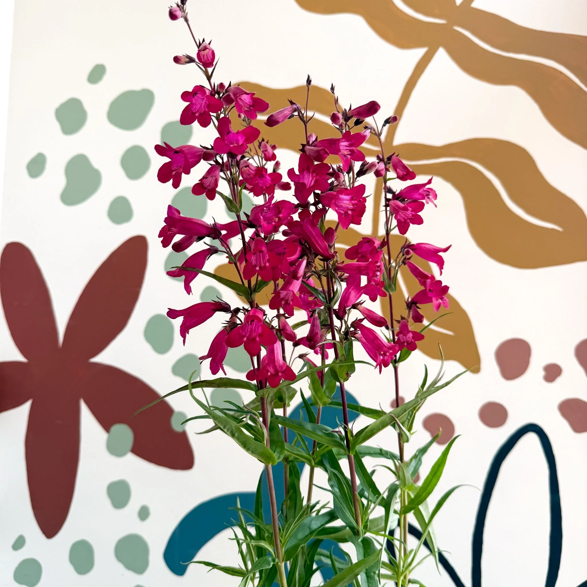 Penstemon 'Garnet' - Beard Tongue [British Grown Perennial] - Image 10