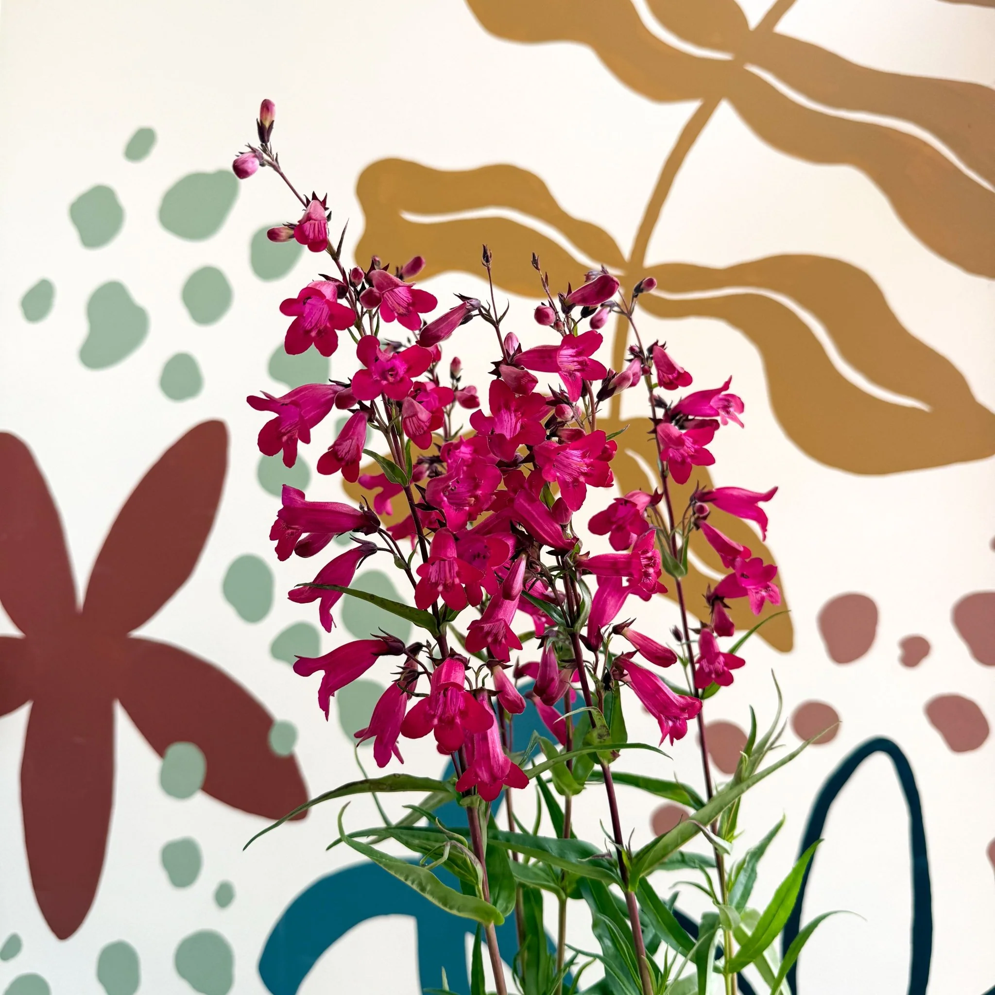 Penstemon 'Garnet' - Beard Tongue [British Grown Perennial] - Image 12