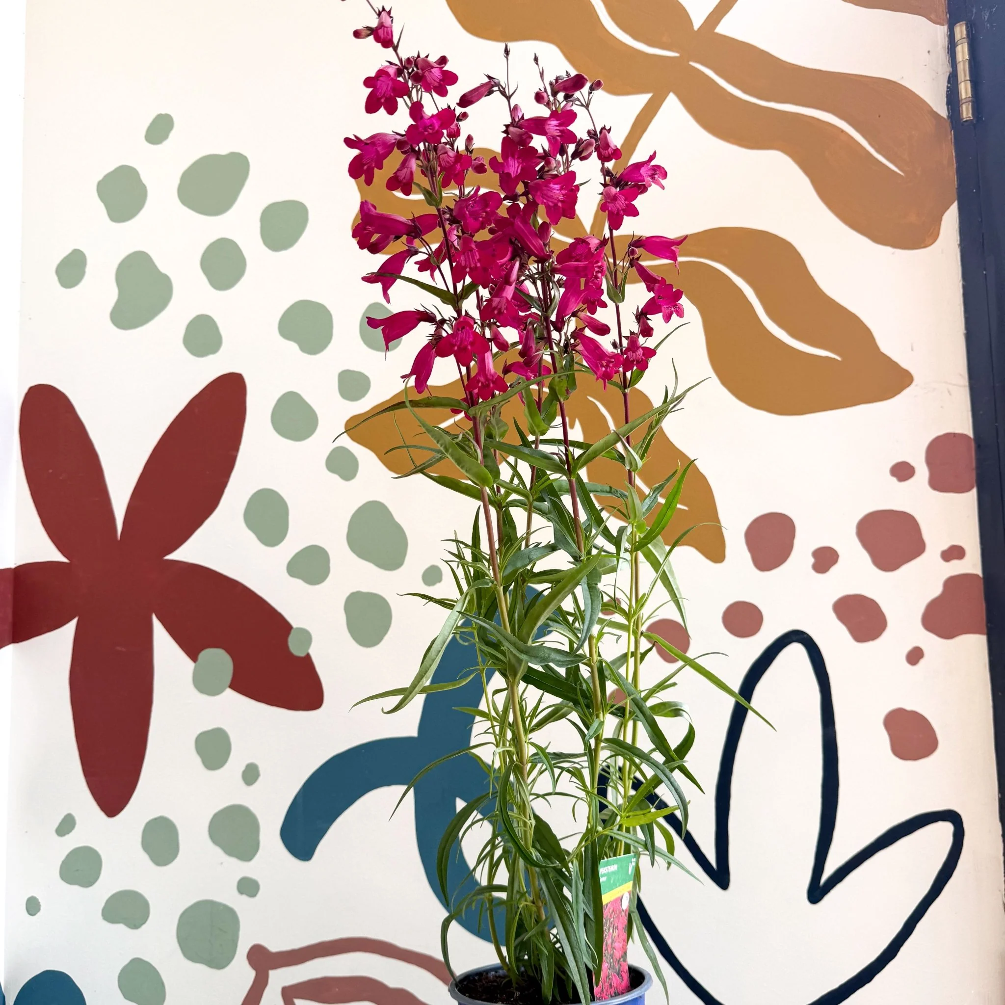Penstemon 'Garnet' - Beard Tongue [British Grown Perennial] - Image 3
