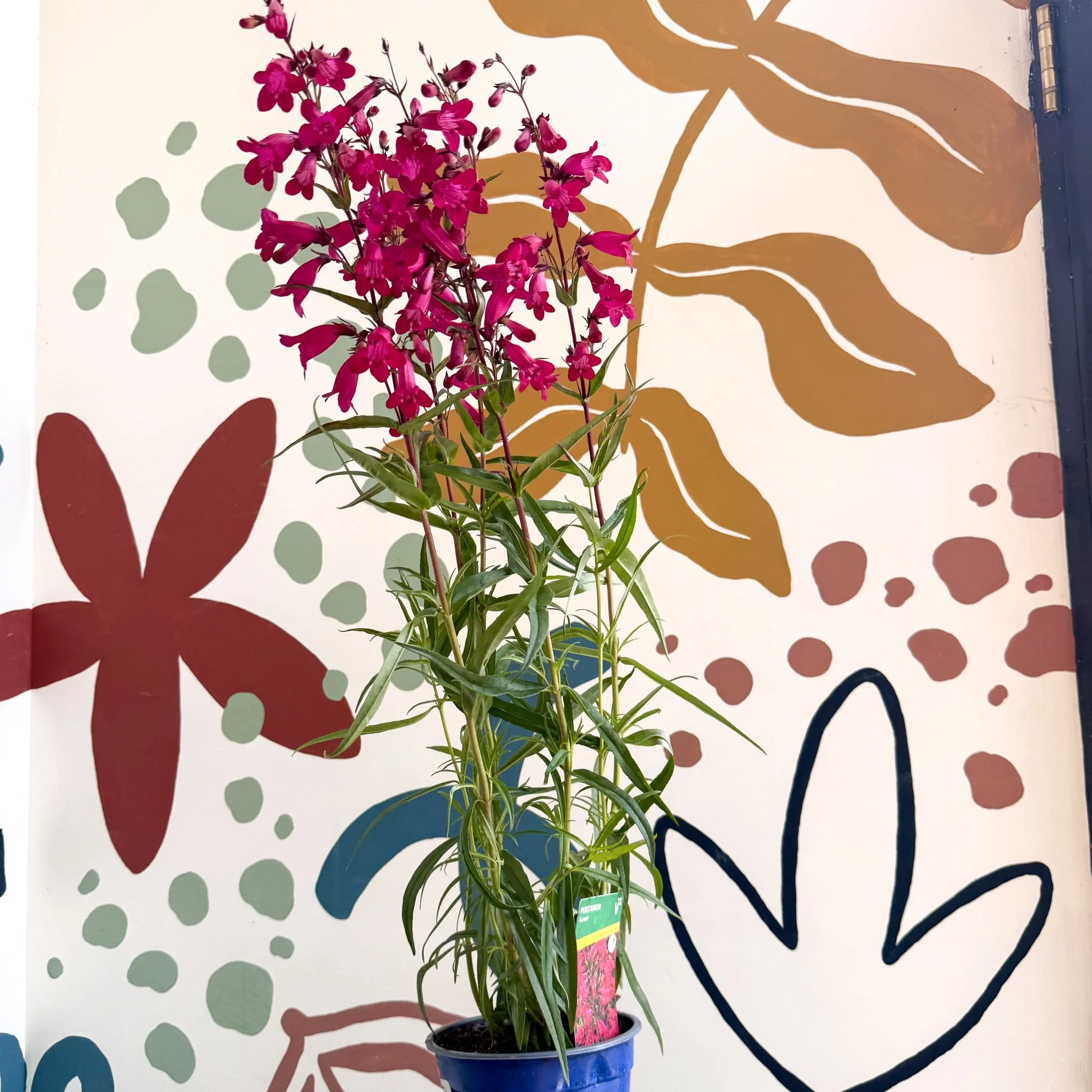 Penstemon 'Garnet' - Beard Tongue [British Grown Perennial] - Image 4