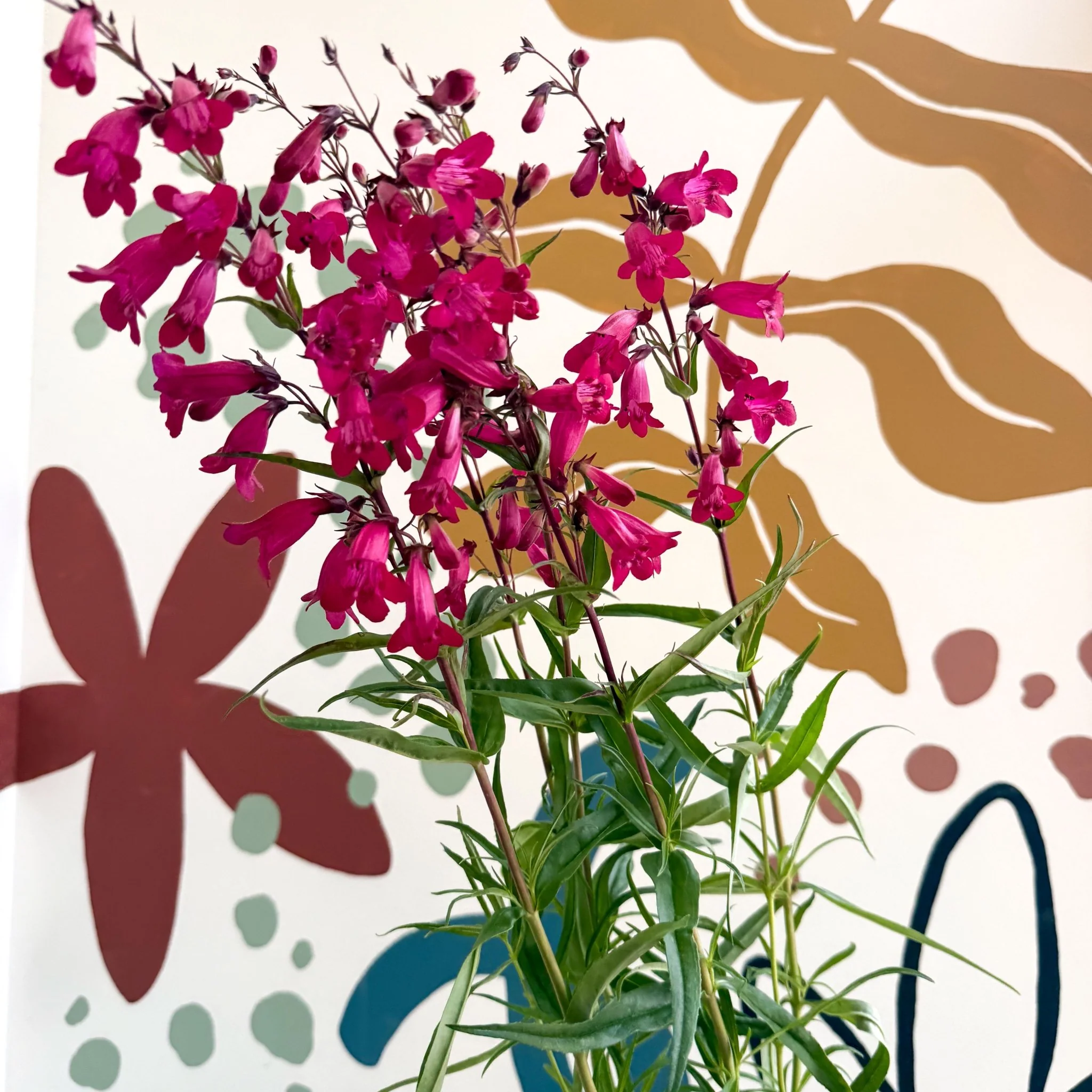 Penstemon 'Garnet' - Beard Tongue [British Grown Perennial] - Image 5