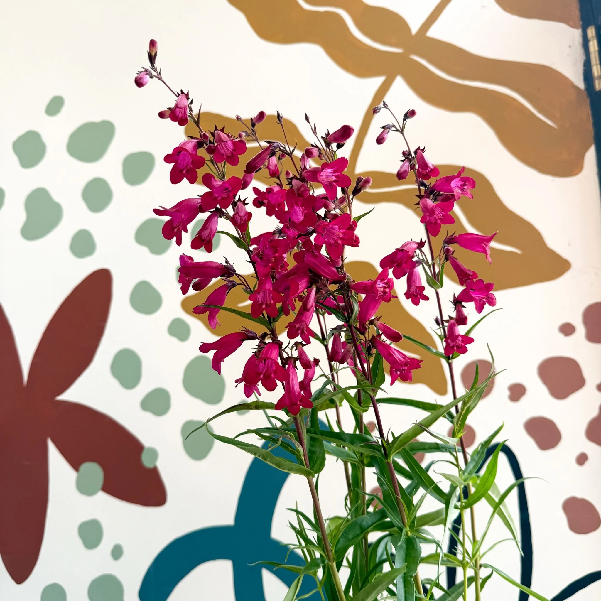 Penstemon 'Garnet' - Beard Tongue [British Grown Perennial] - Image 6