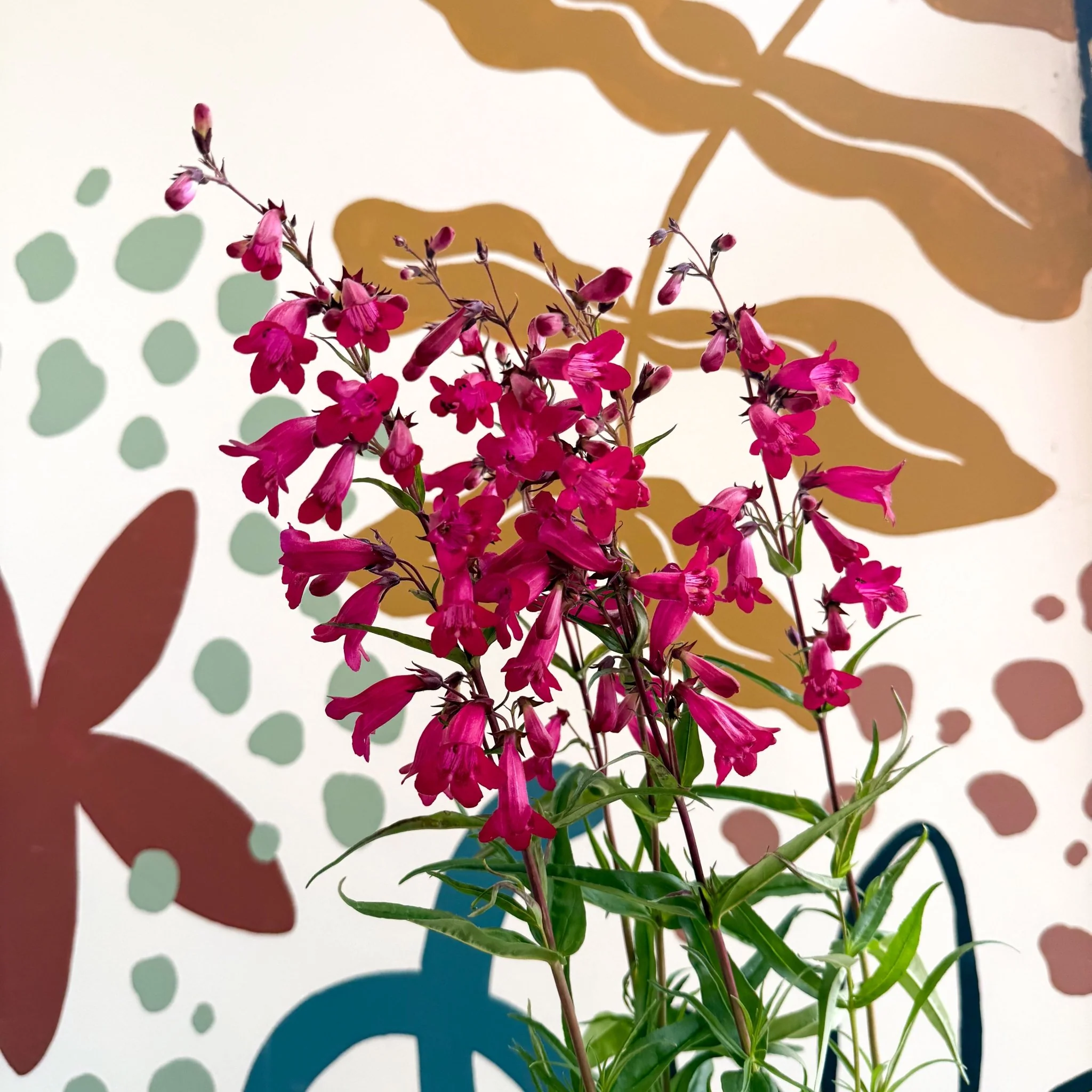 Penstemon 'Garnet' - Beard Tongue [British Grown Perennial] - Image 7