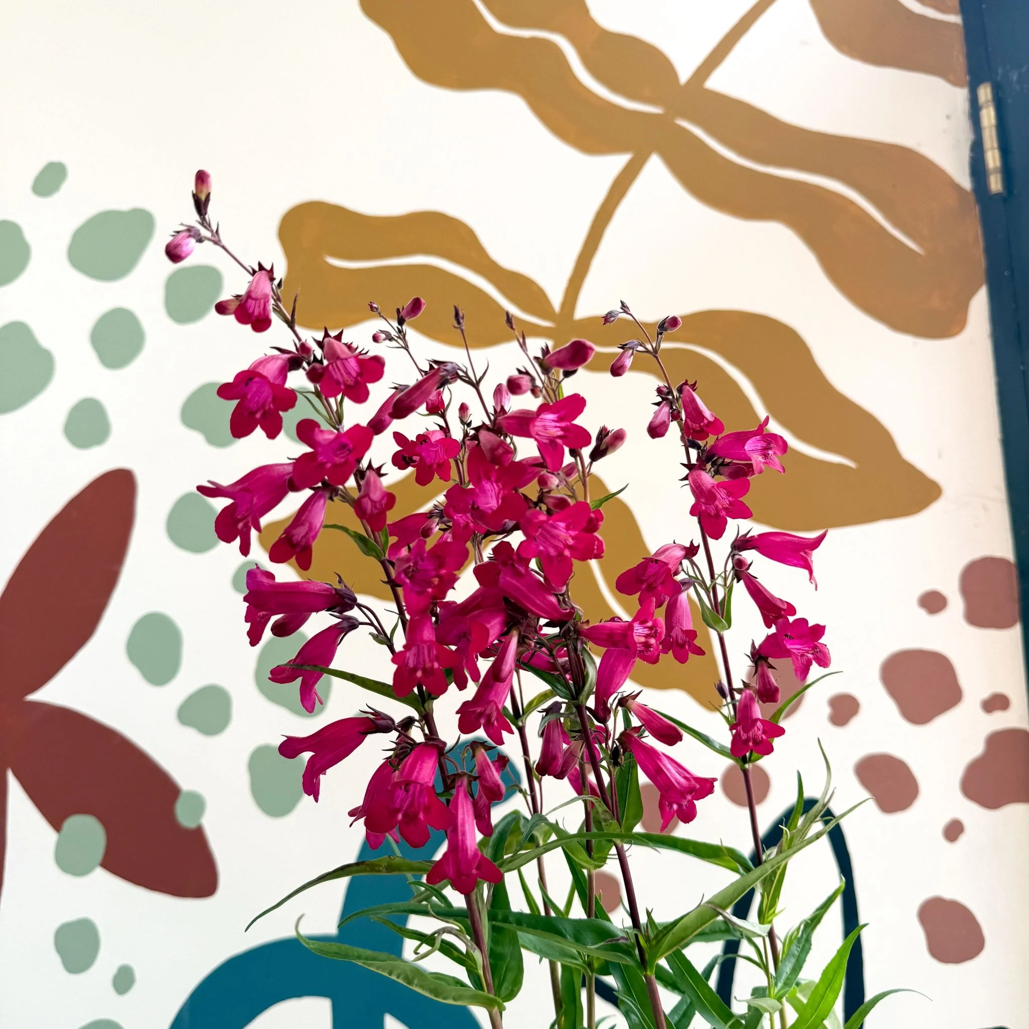 Penstemon 'Garnet' - Beard Tongue [British Grown Perennial] - Image 8