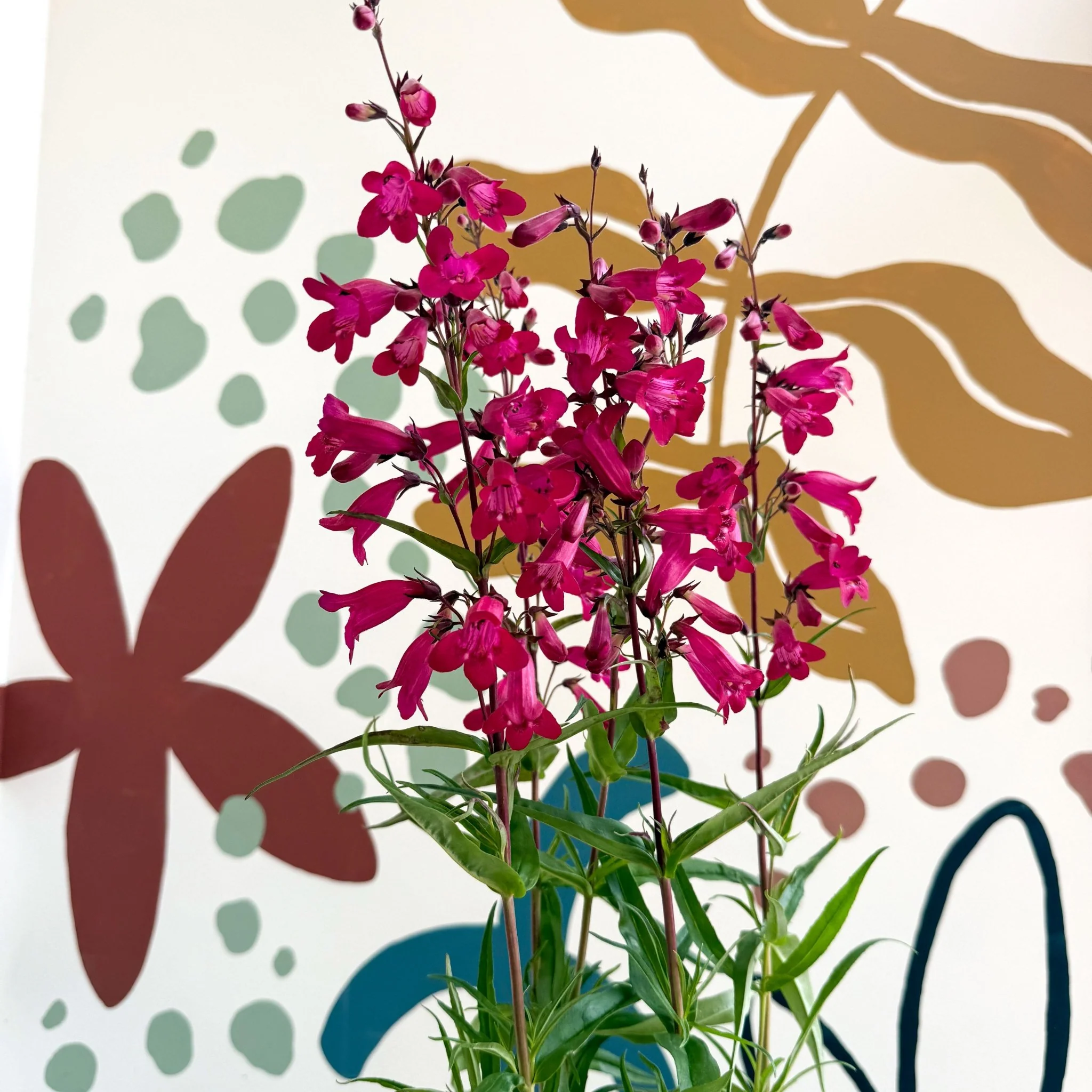 Penstemon 'Garnet' - Beard Tongue [British Grown Perennial] - Image 9