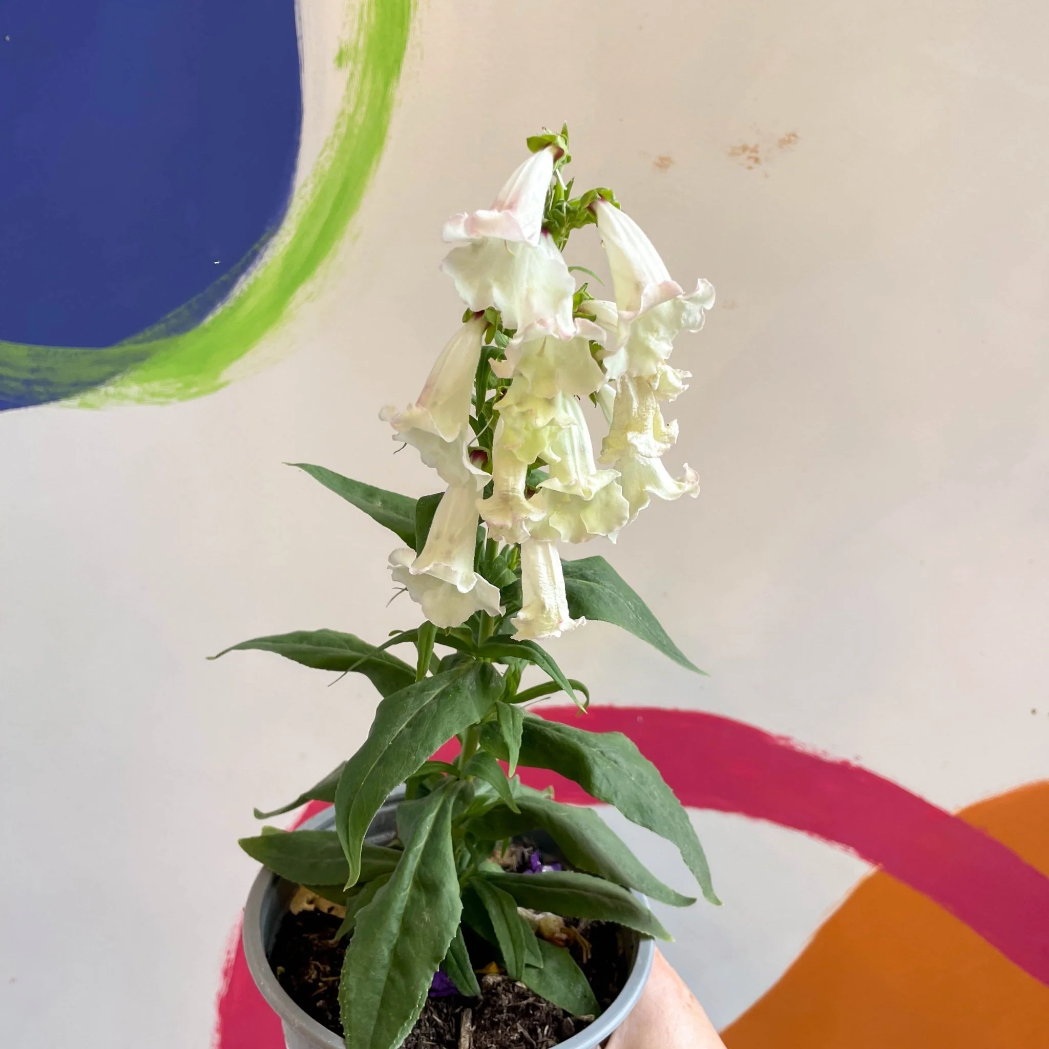 Penstemon hartwegii 'Phoenix Appleblossom' - Beard Tongue [British Grown Perennial] - Image 2