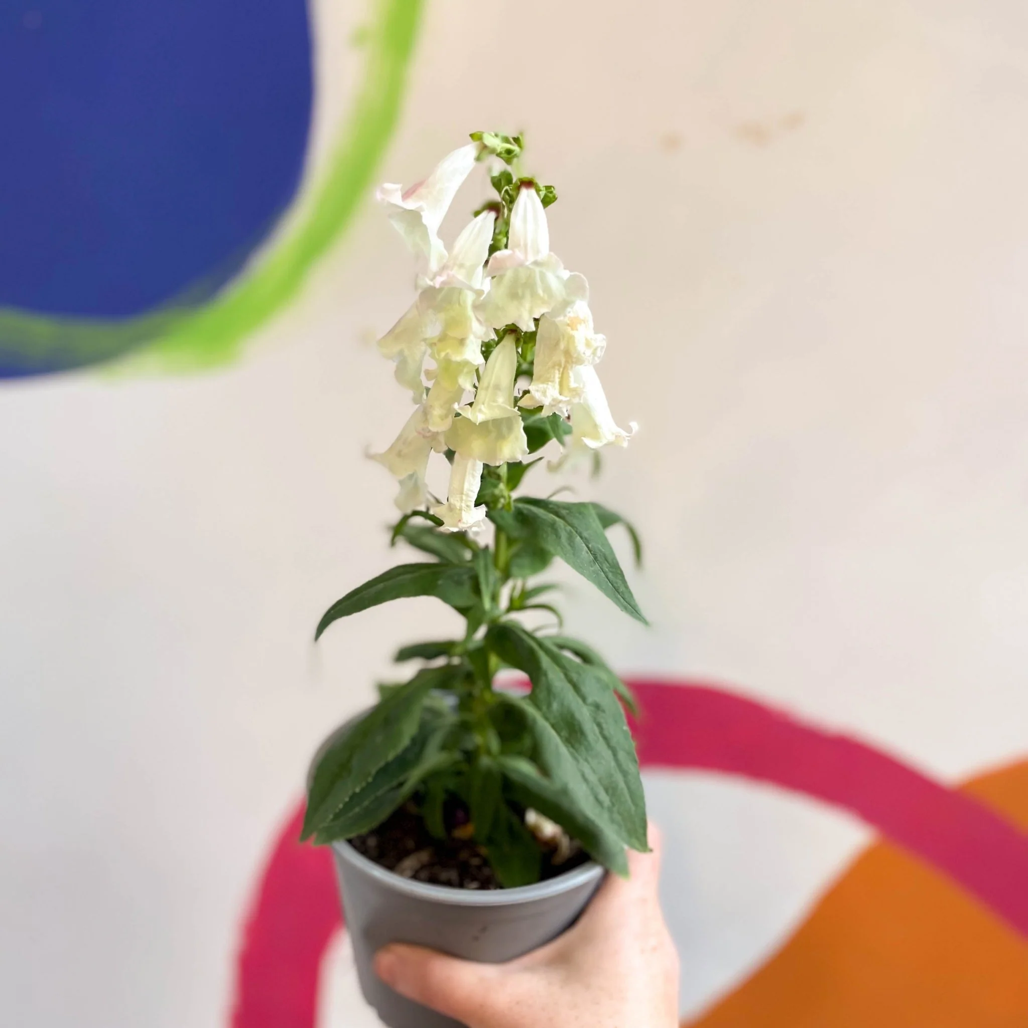 Penstemon hartwegii 'Phoenix Appleblossom' - Beard Tongue [British Grown Perennial] - Image 3