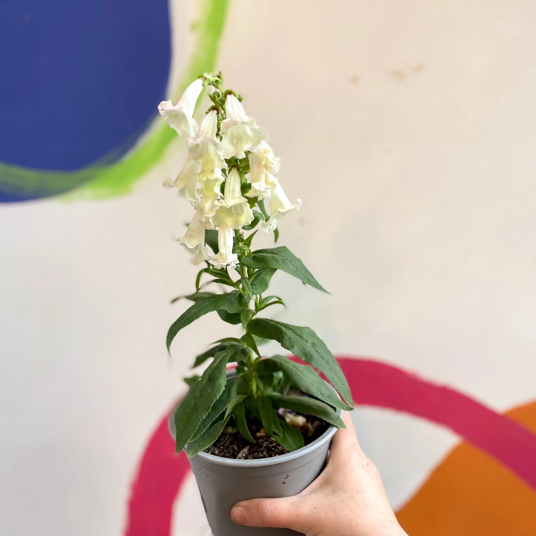 Penstemon hartwegii 'Phoenix Appleblossom' - Beard Tongue [British Grown Perennial] - Image 4