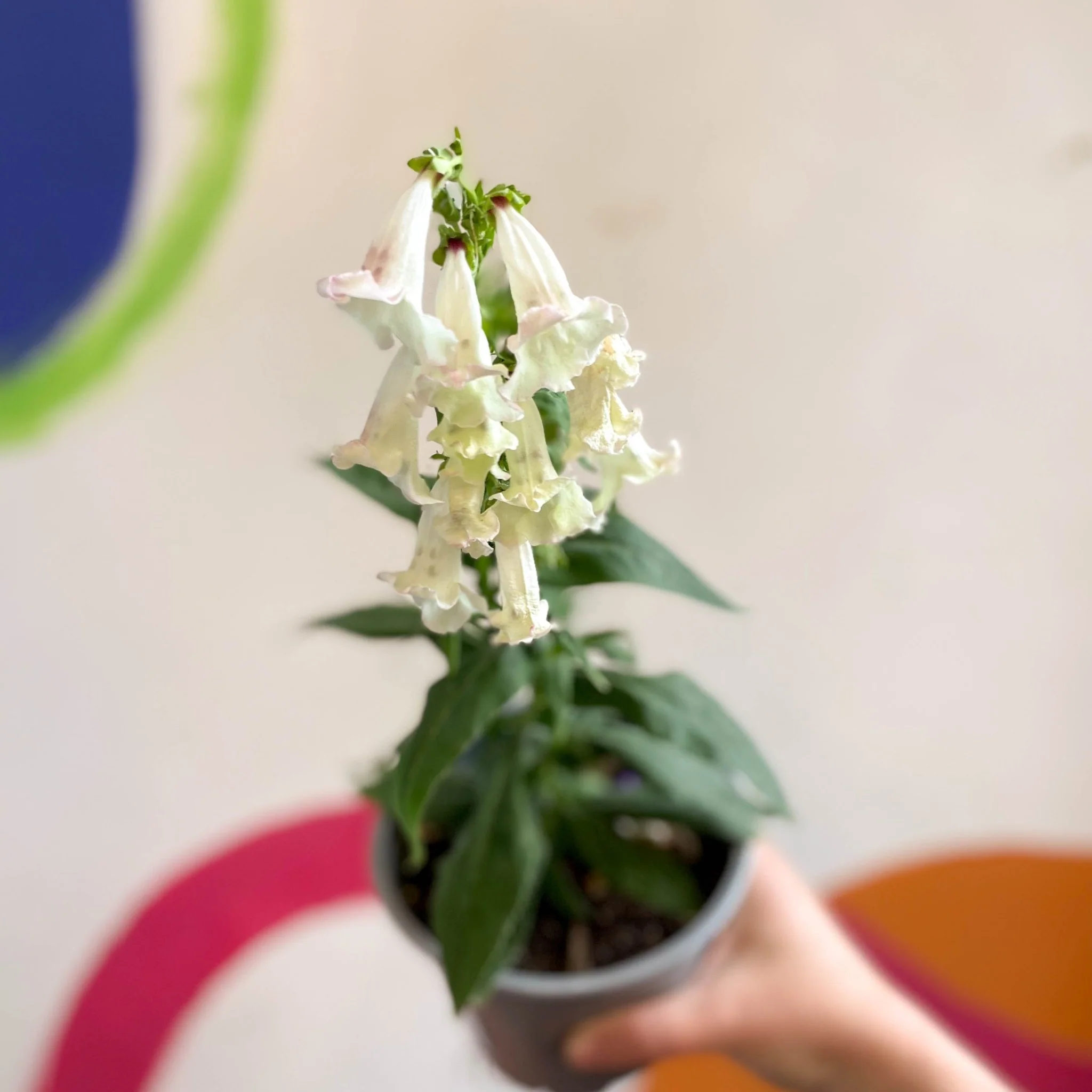 Penstemon hartwegii 'Phoenix Appleblossom' - Beard Tongue [British Grown Perennial] - Image 7