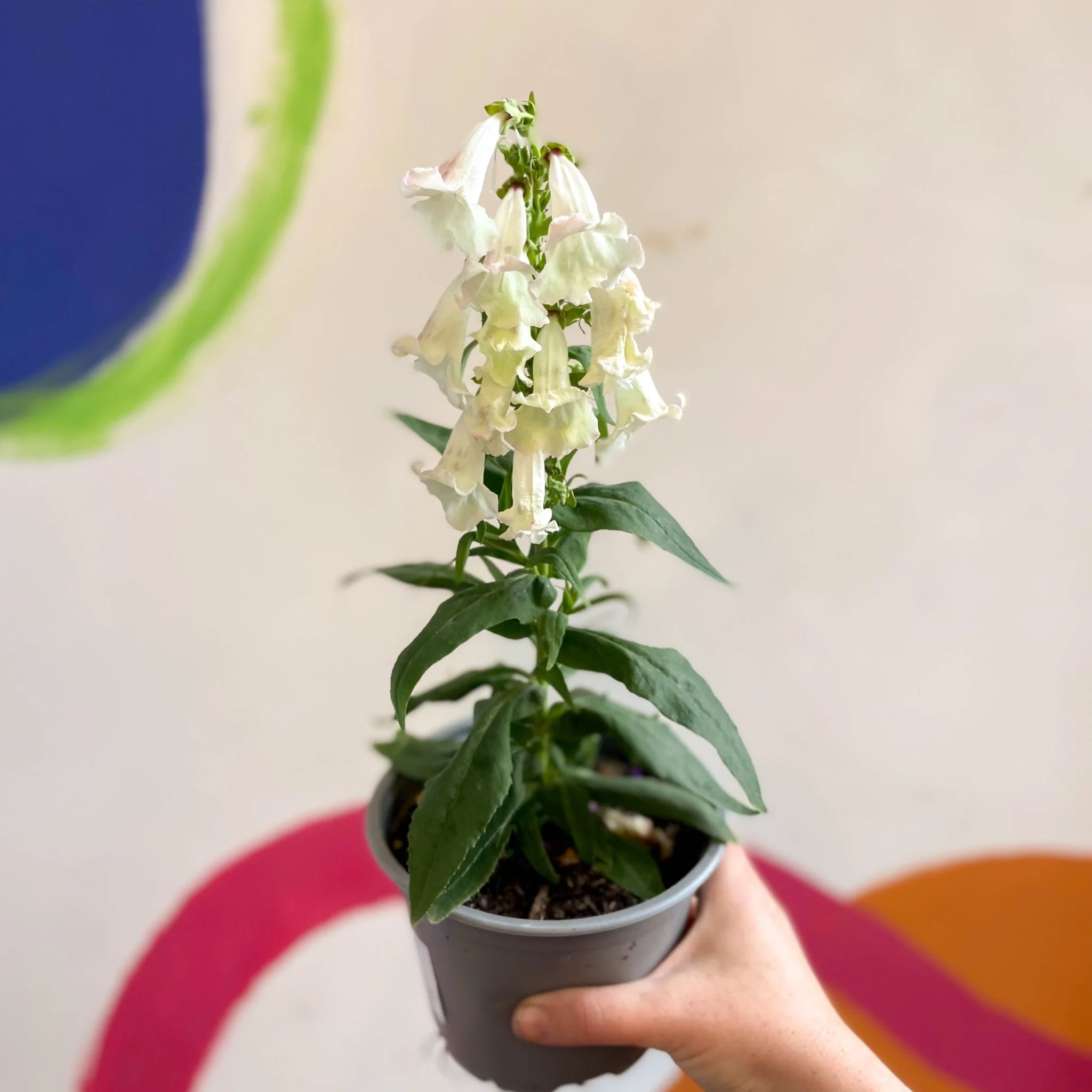 Penstemon hartwegii 'Phoenix Appleblossom' - Beard Tongue [British Grown Perennial] - Image 8