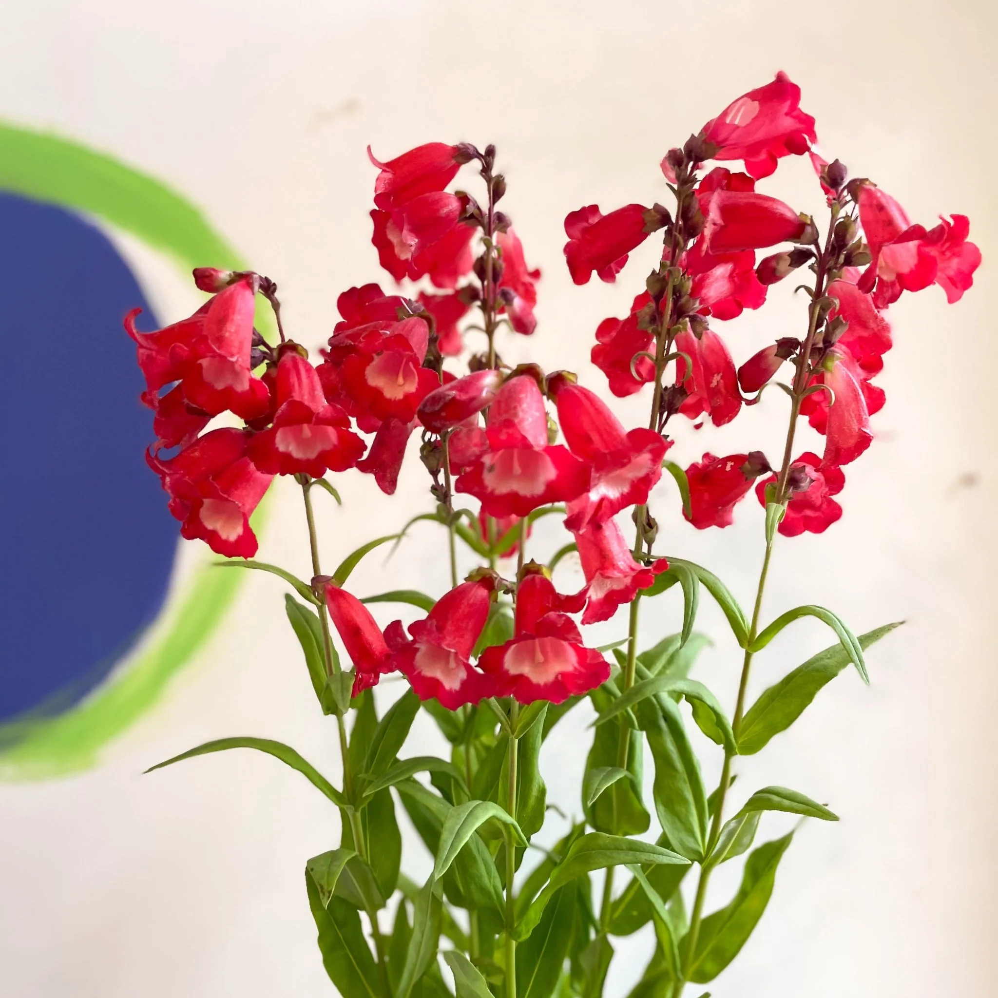 Penstemon hartwegii 'Phoenix Red' - Beard Tongue [British Grown Perennial] - Image 4