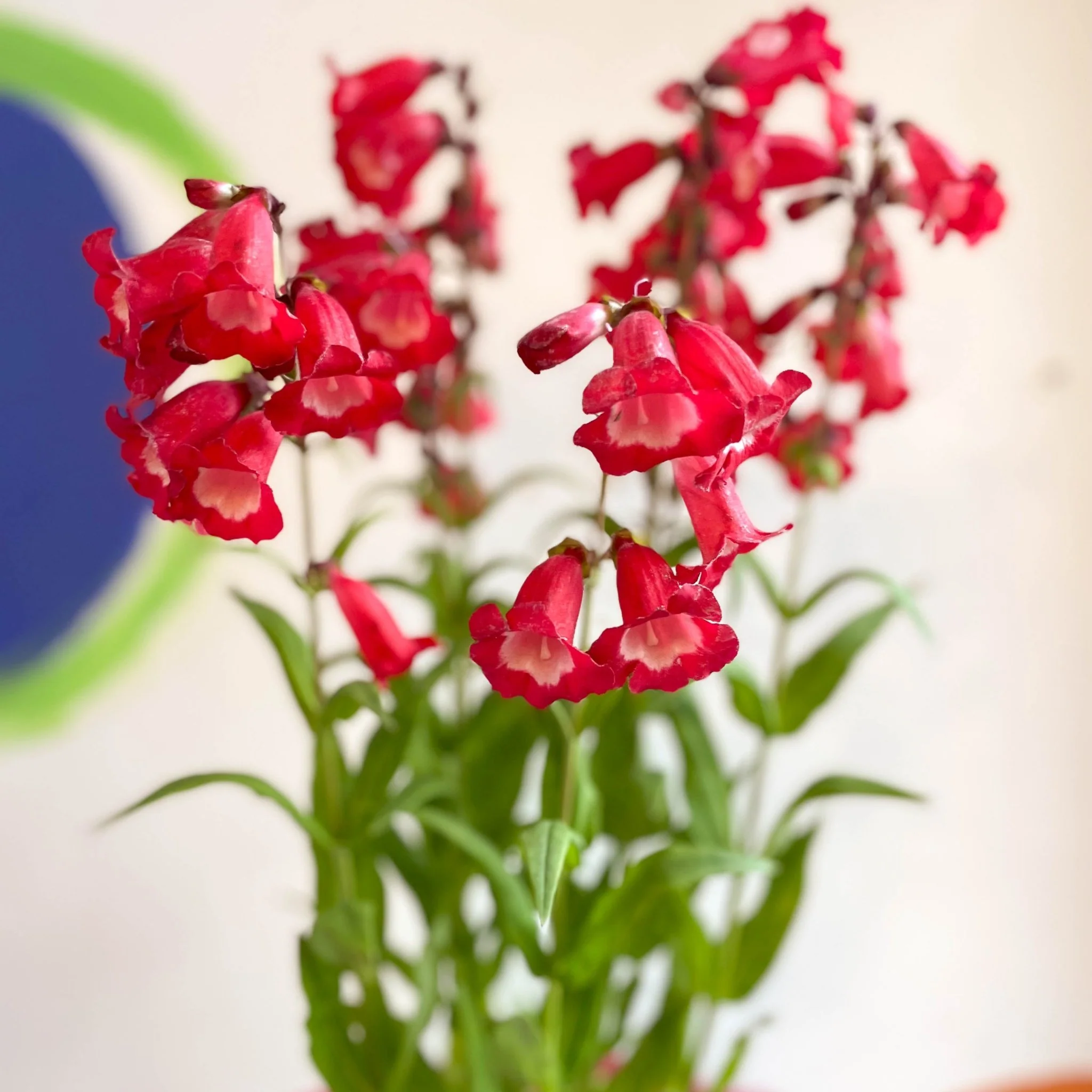 Penstemon hartwegii 'Phoenix Red' - Beard Tongue [British Grown Perennial] - Image 5