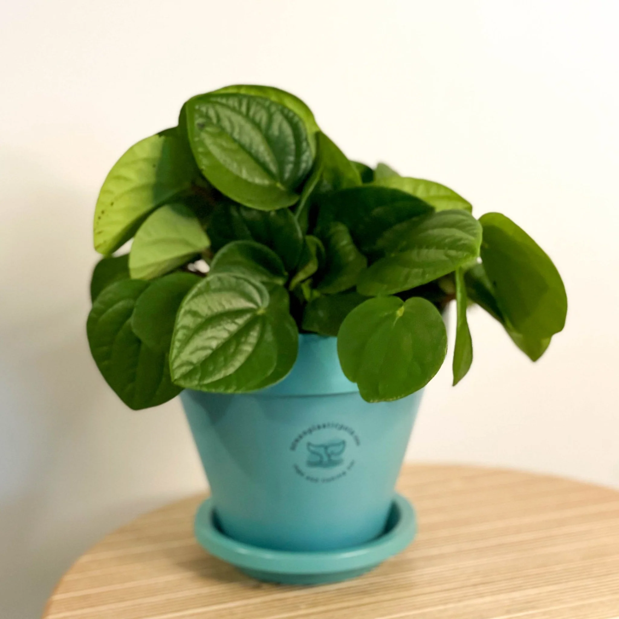 Peperomia albovittata ‘Rana Verde’