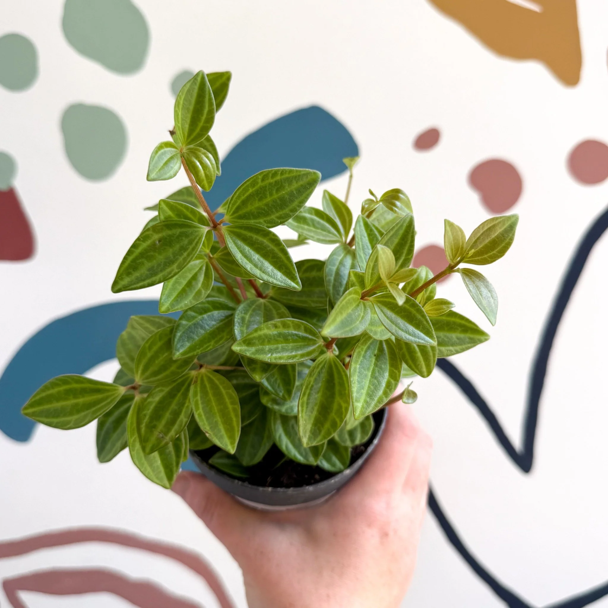 Peperomia angulata 'Rocca Vivace'