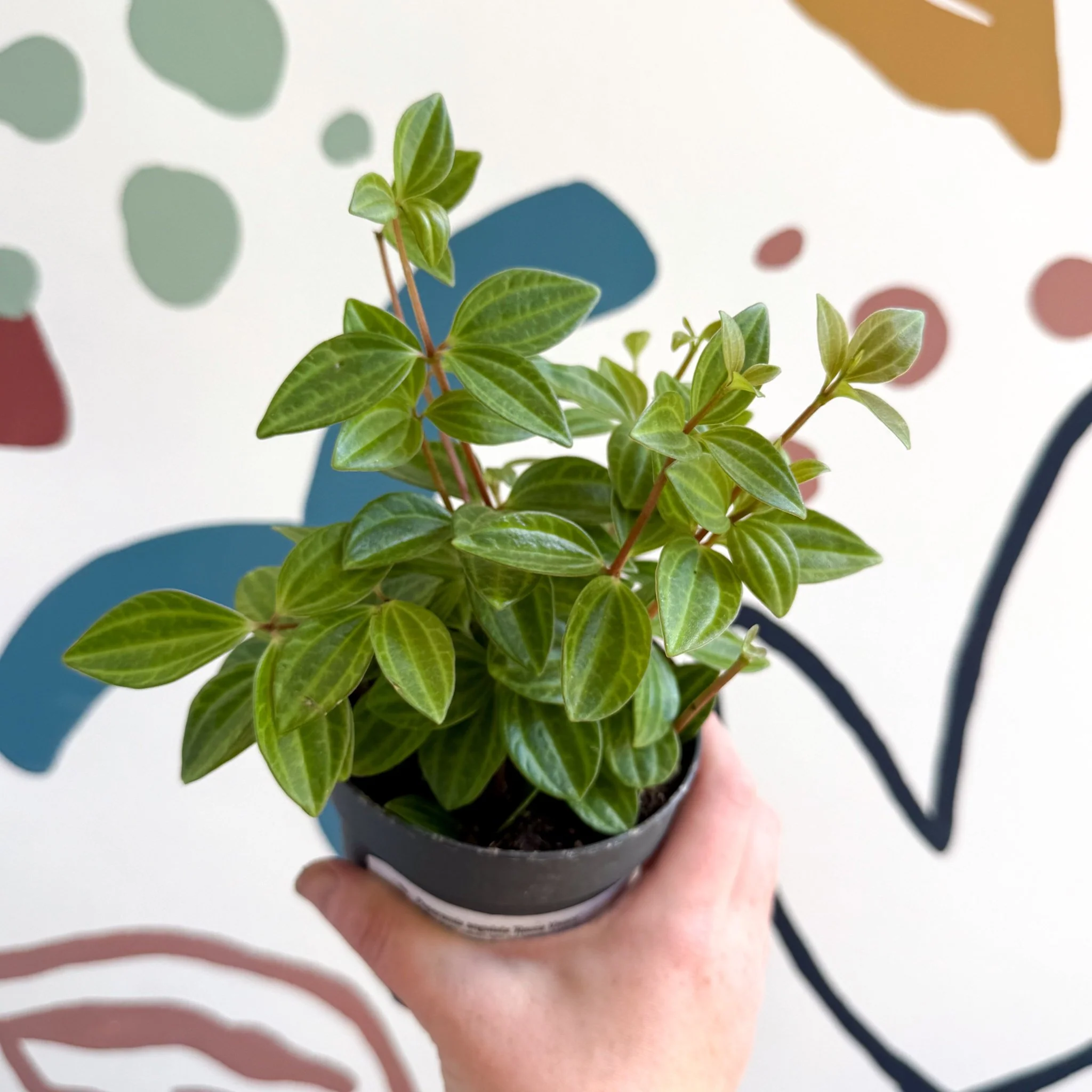 Peperomia angulata 'Rocca Vivace' - Image 10