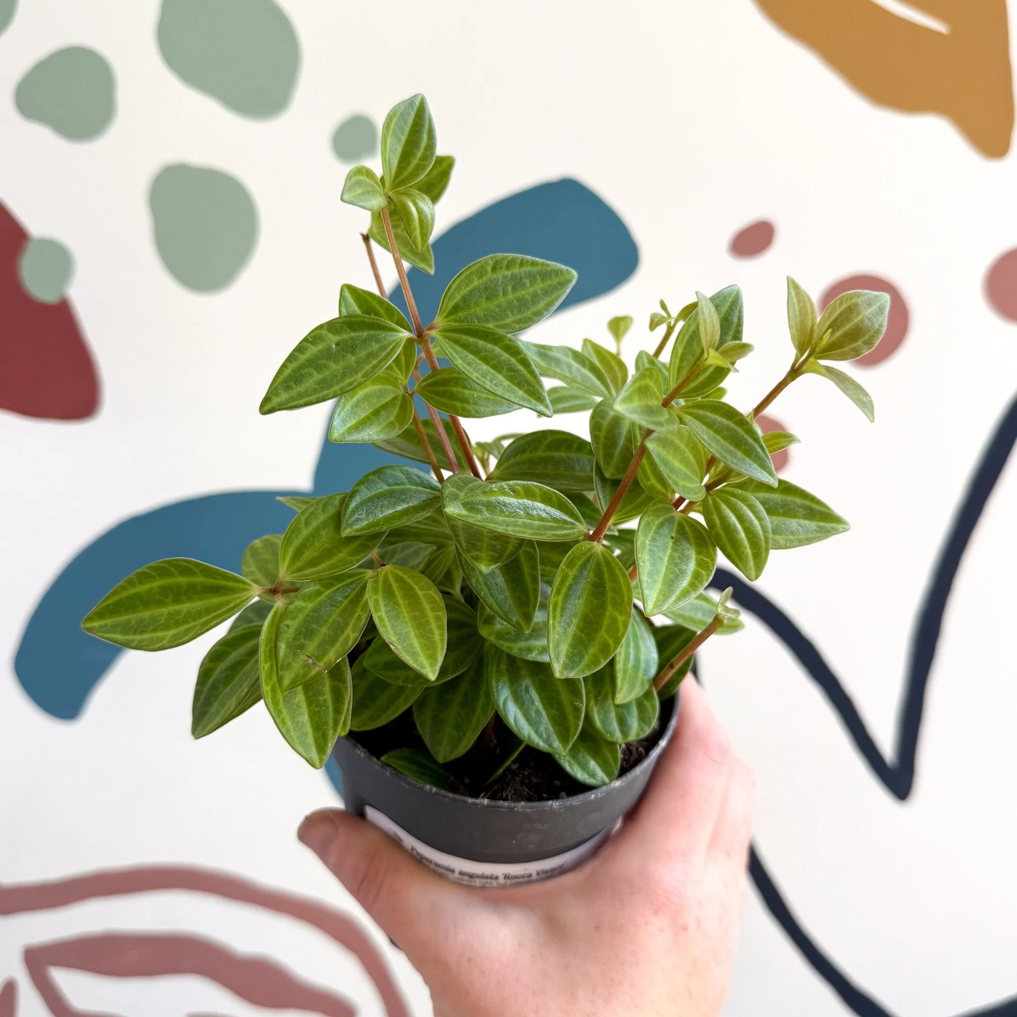 Peperomia angulata 'Rocca Vivace' - Image 11