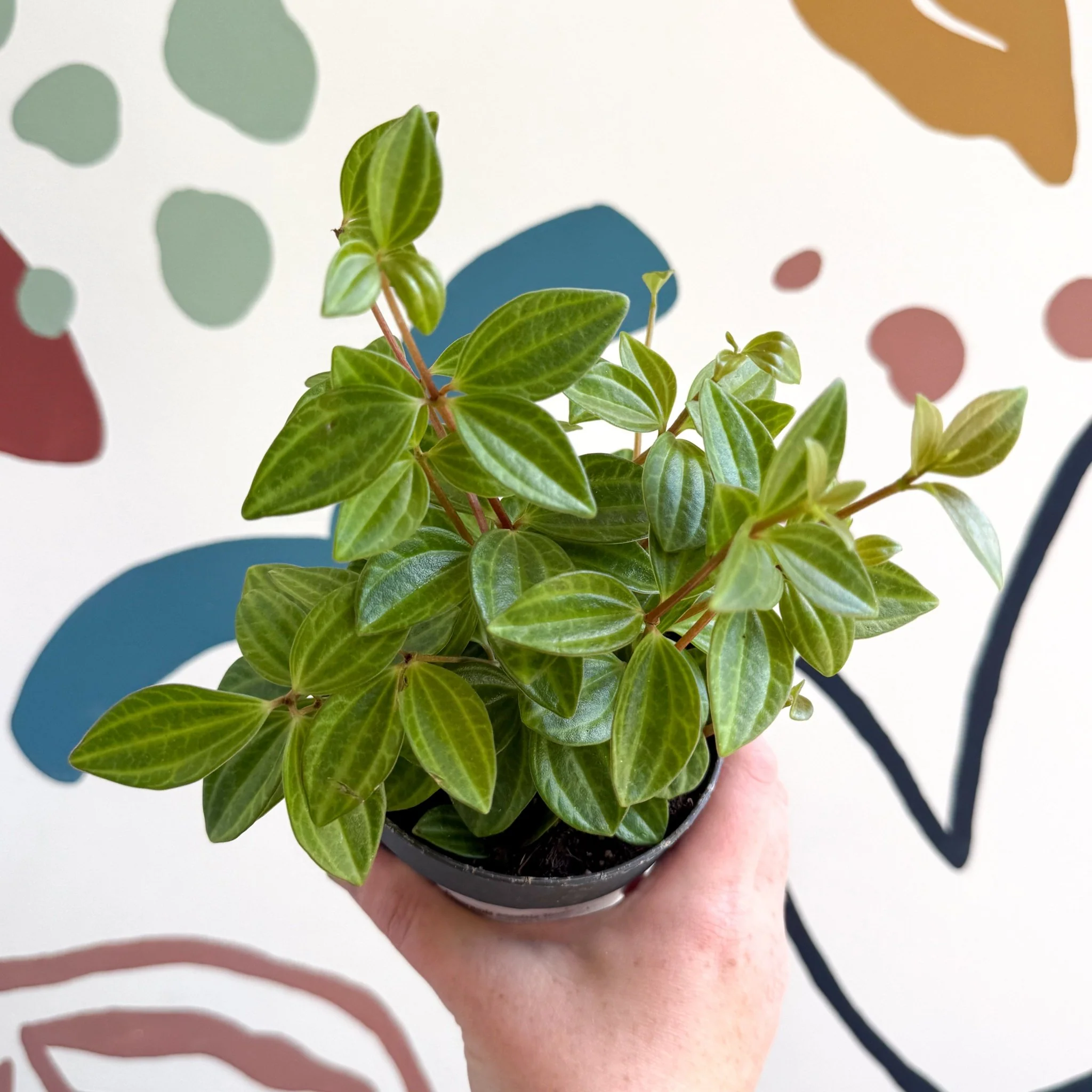 Peperomia angulata 'Rocca Vivace' - Image 12